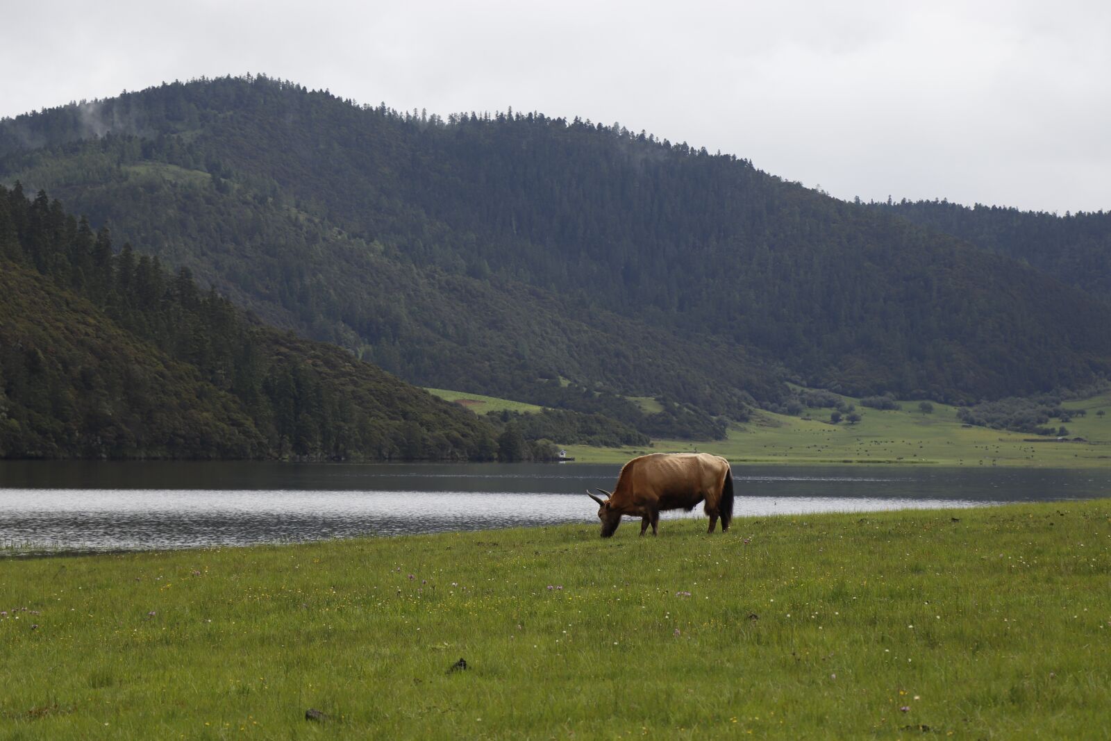 Canon EF-S 18-135mm F3.5-5.6 IS USM sample photo. Yak, domestic yak, pasture photography