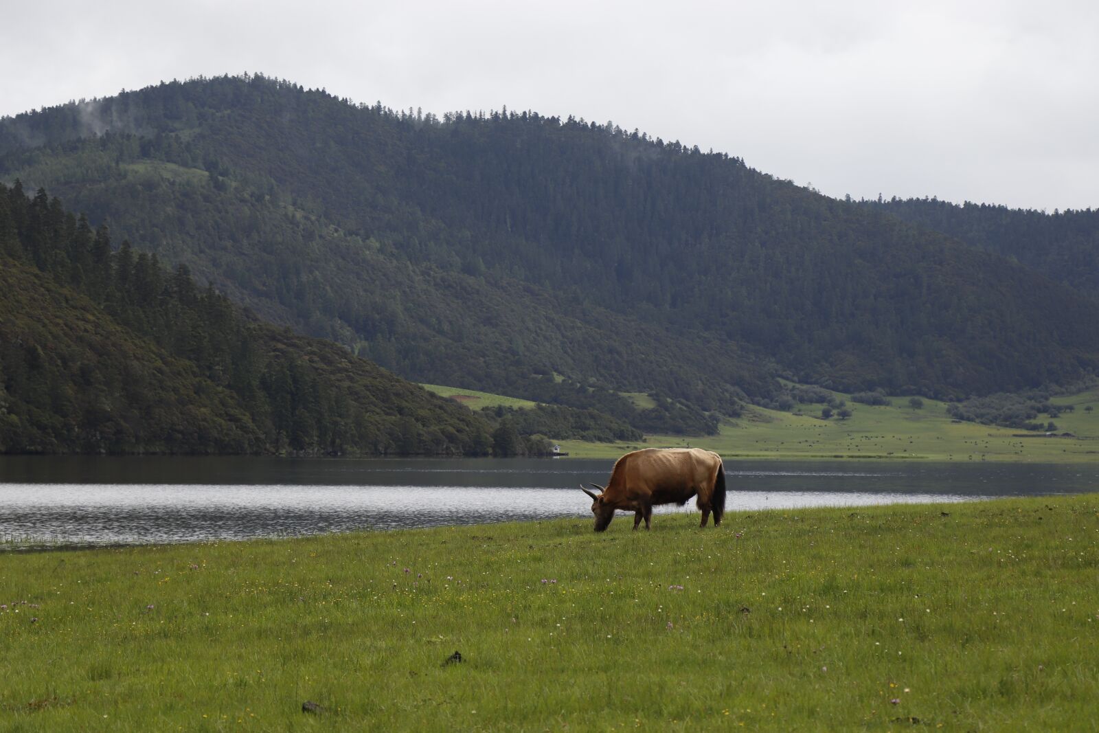 Canon EOS 77D (EOS 9000D / EOS 770D) + Canon EF-S 18-135mm F3.5-5.6 IS USM sample photo. Yak, domestic yak, pasture photography