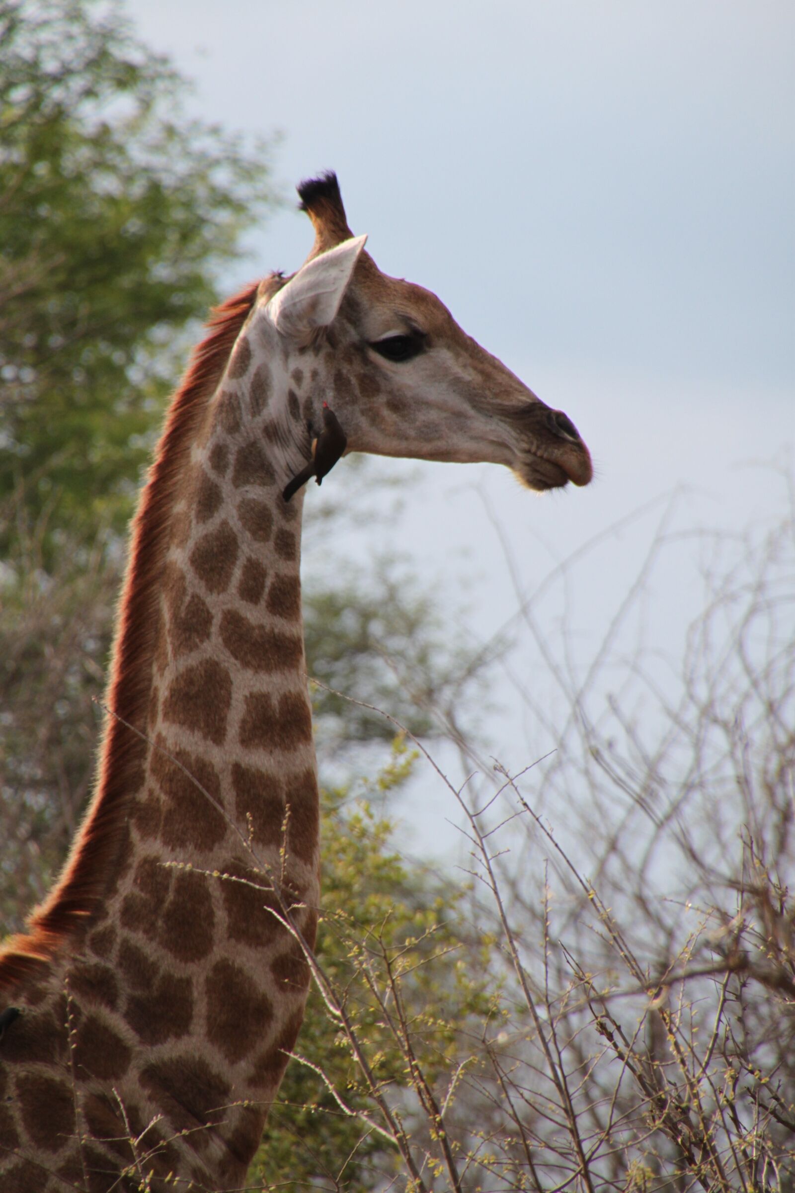 Canon EOS 500D (EOS Rebel T1i / EOS Kiss X3) sample photo. South africa, animals, nature photography