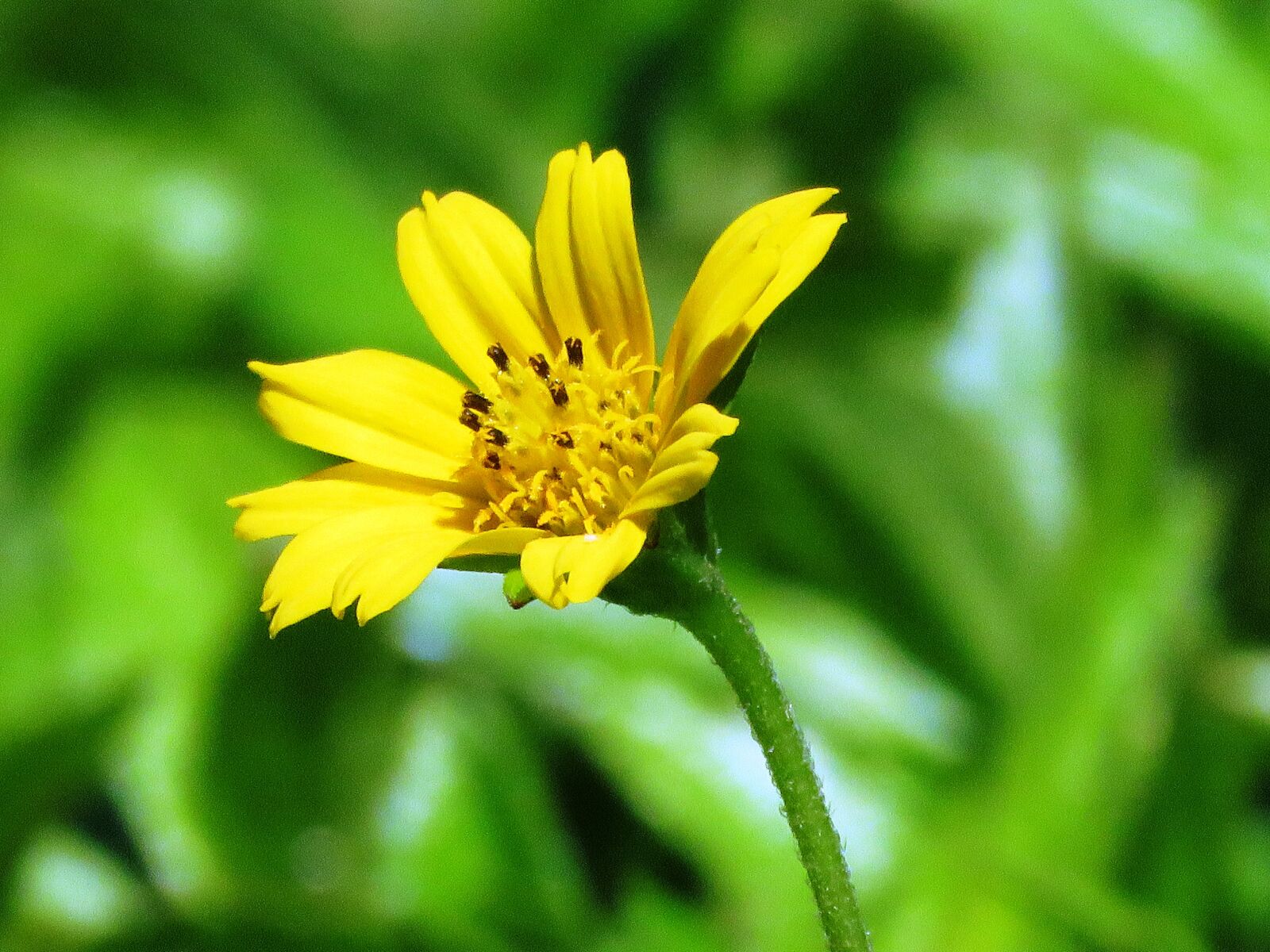 Canon PowerShot SX60 HS sample photo. Flower, yellow, garden photography
