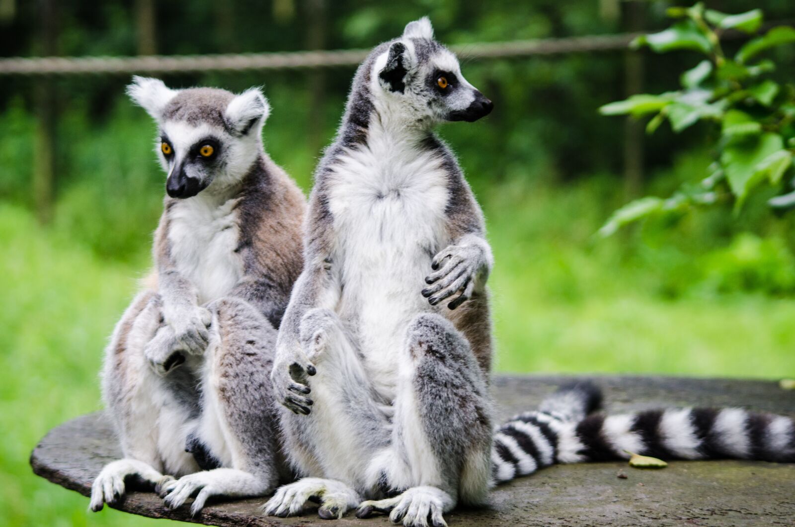 Nikon D7000 sample photo. Lemur, zoo, wildlife photography