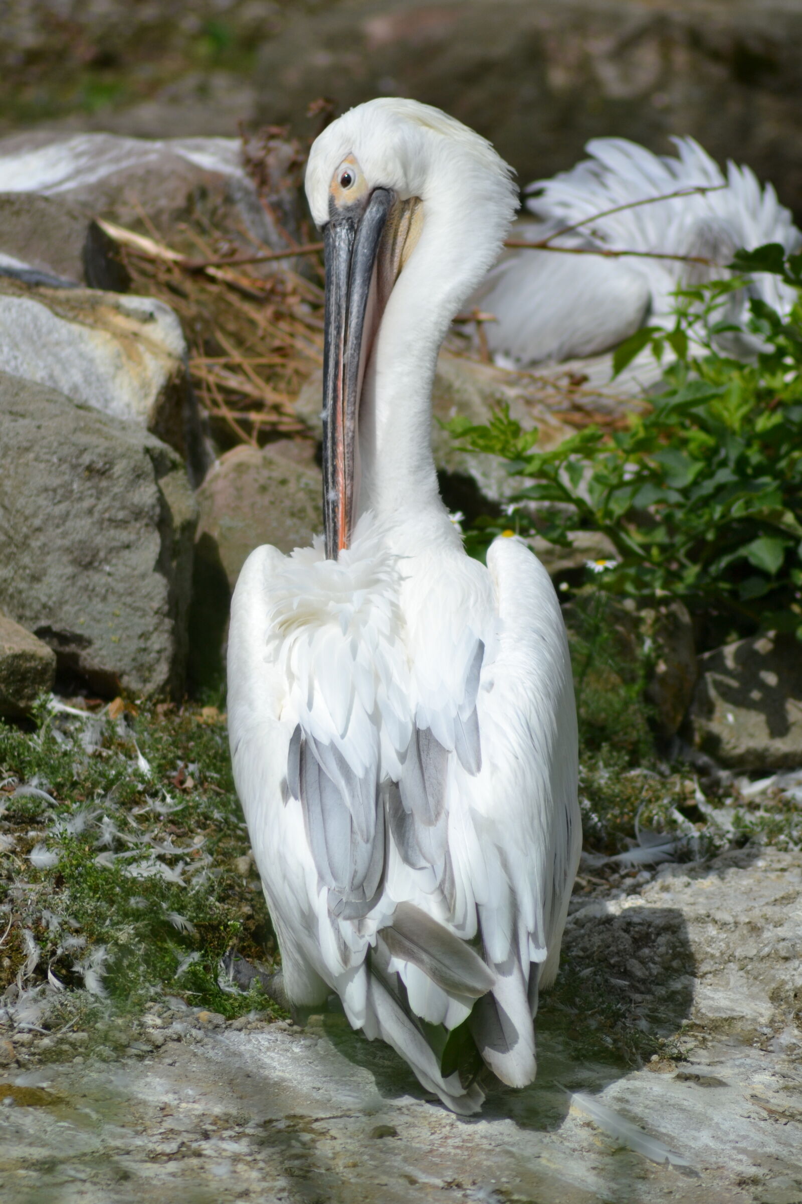 Nikon D3100 sample photo. Close, up, view, pelican photography