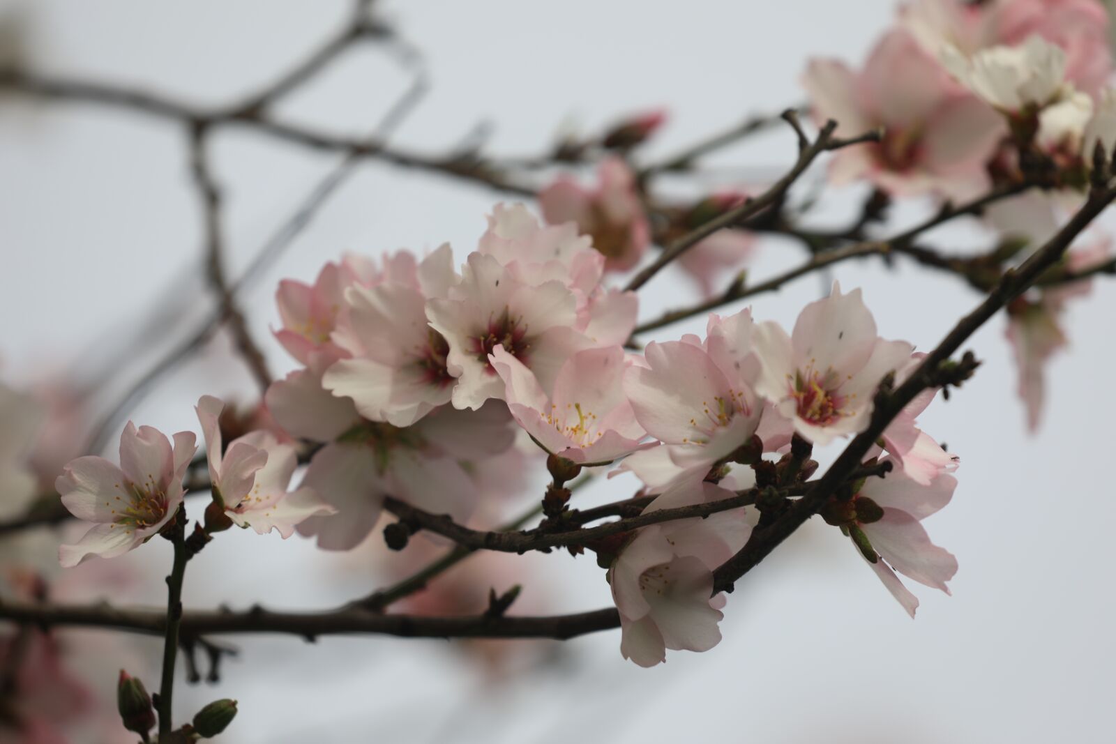Canon EOS 5D Mark IV + Canon EF 100-400mm F4.5-5.6L IS II USM sample photo. Flower, tree, spring photography