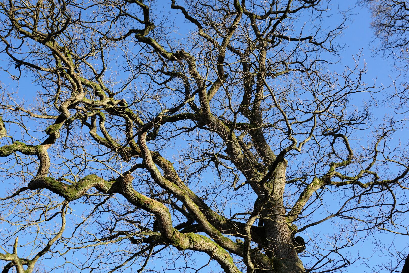 Sony a6000 sample photo. Tree, branch, bark photography