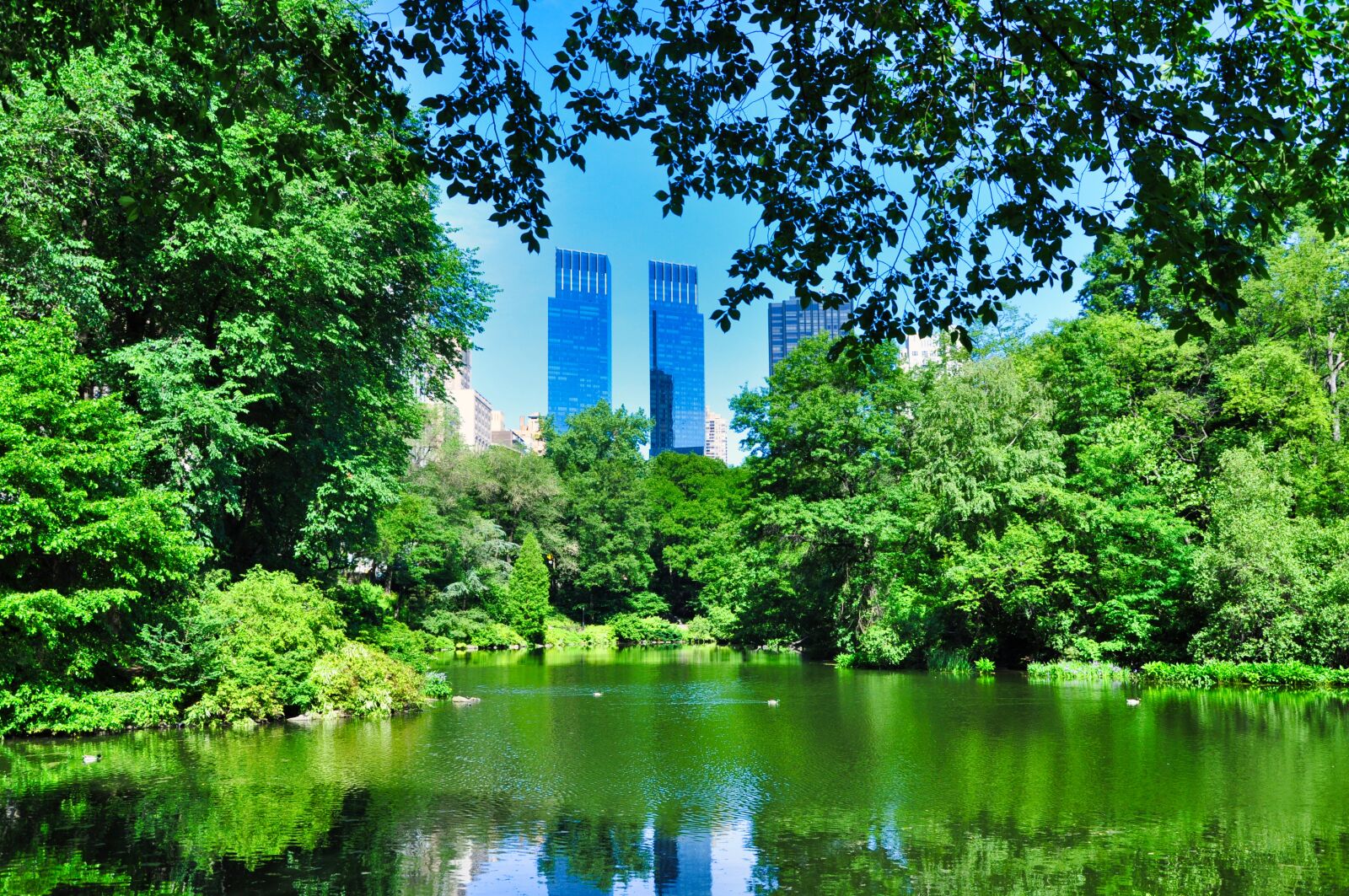 Nikon D5000 sample photo. New york, central park photography