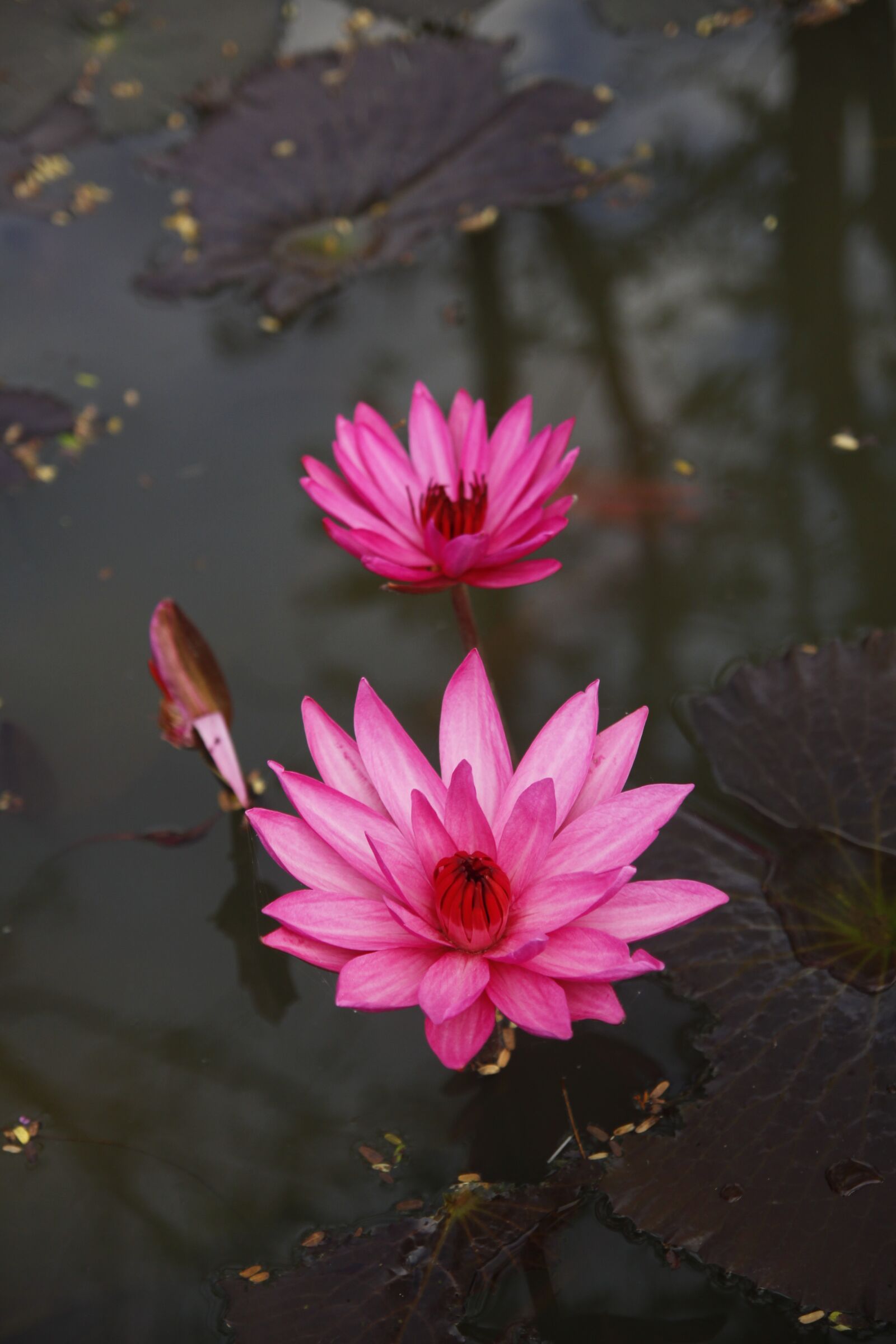 Canon EOS 50D sample photo. Water lily, pond, flower photography