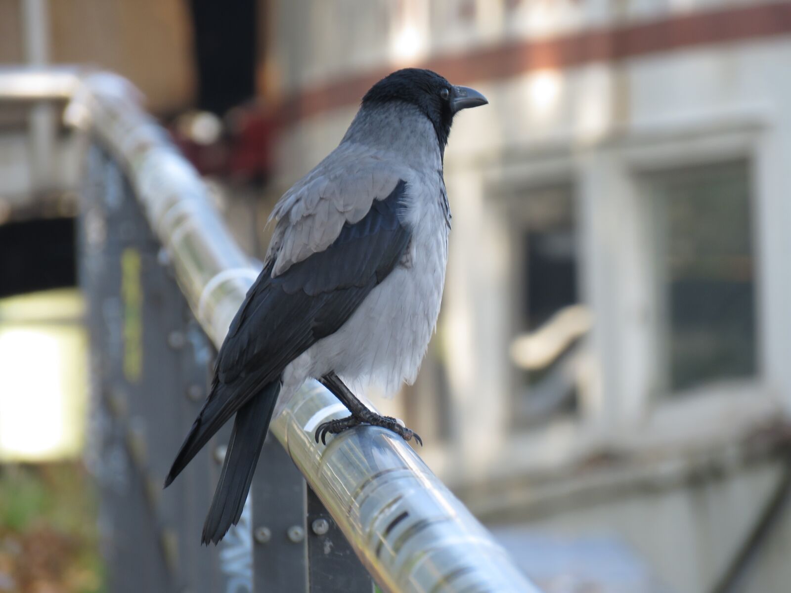 Canon PowerShot SX60 HS sample photo. Raven, crow, bird photography
