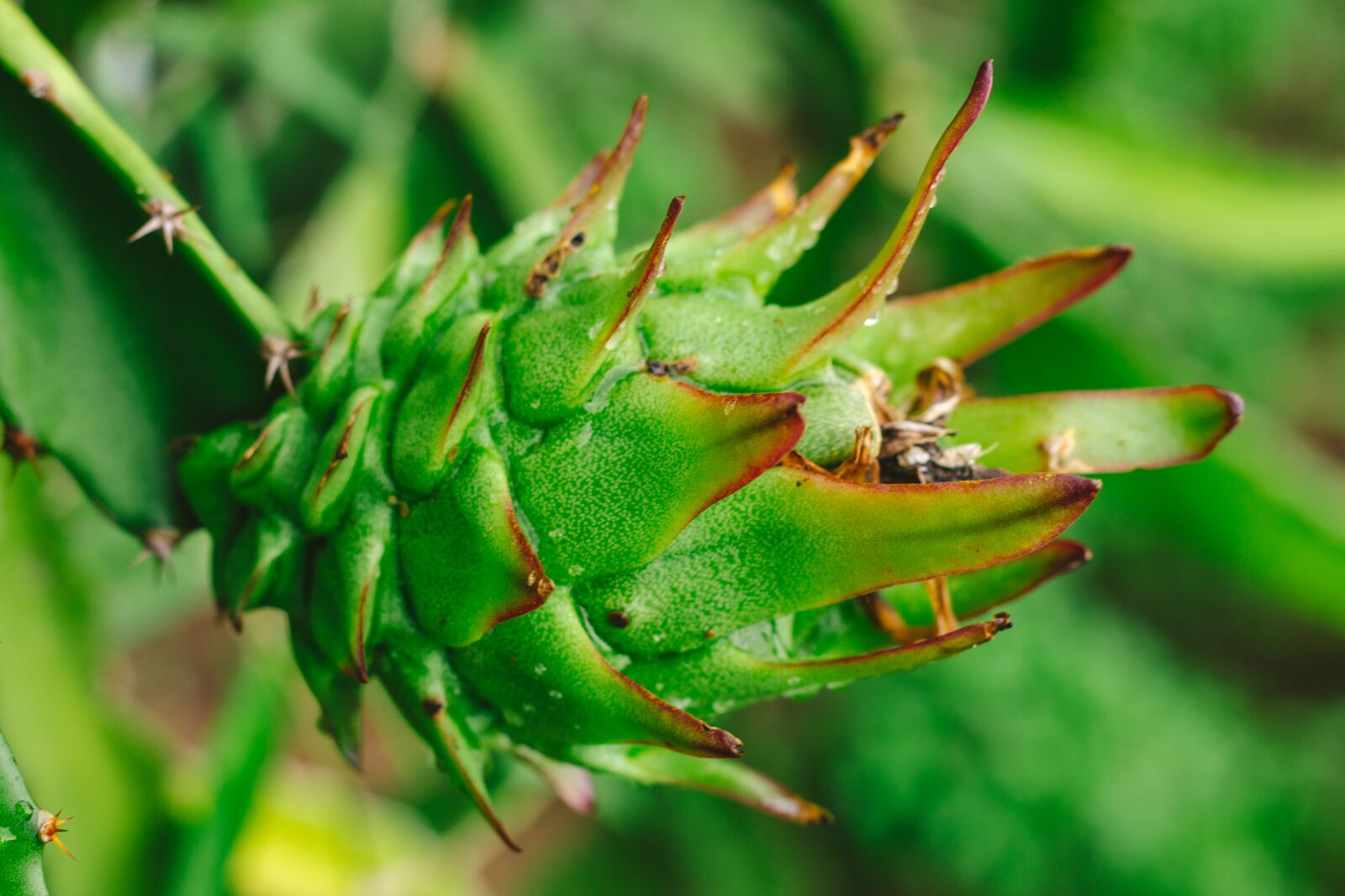 Canon EOS 700D (EOS Rebel T5i / EOS Kiss X7i) + Canon EF 50mm F1.8 STM sample photo. Thorns, dragon fruit, fruit photography