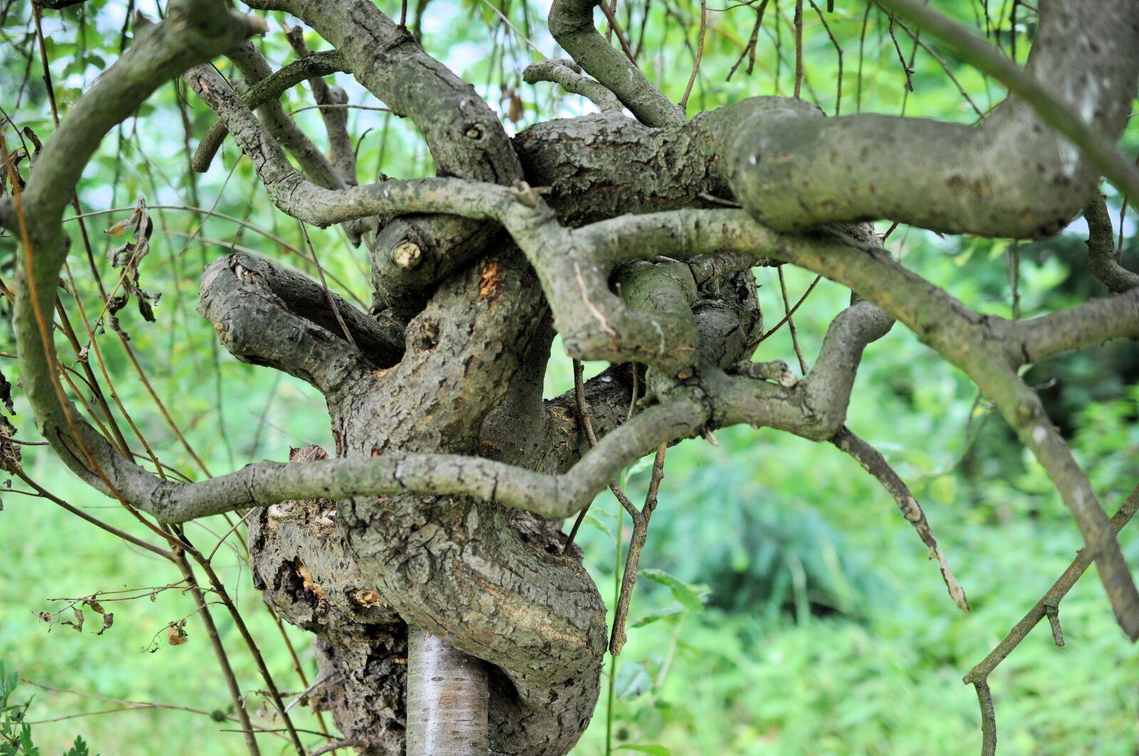 Nikon D90 sample photo. Nature, tree, bony photography