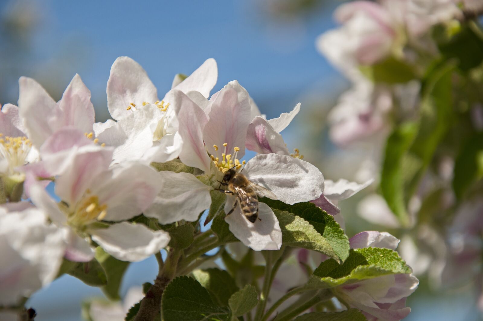 Nikon D90 sample photo. Apple blossom, apple tree photography