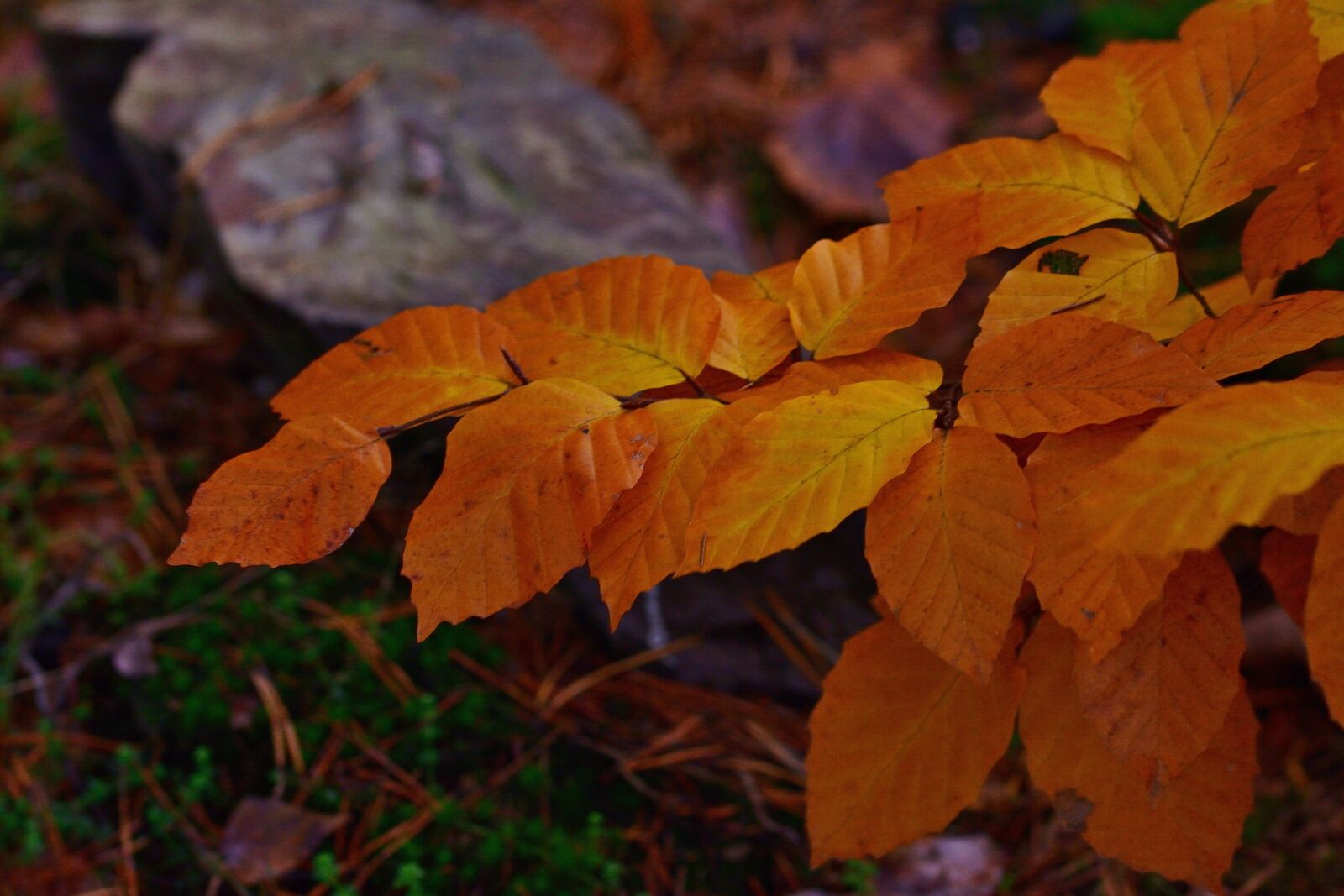 Nikon D5200 sample photo. Forest, autumn, forest path photography