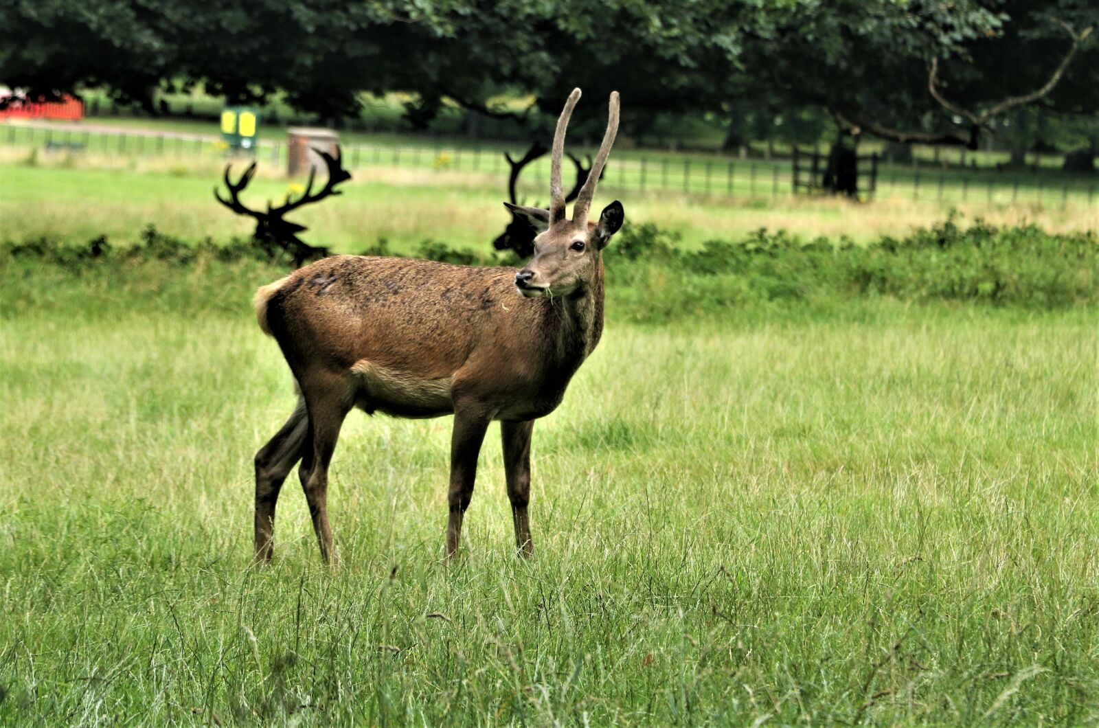 Canon EOS 7D Mark II + Canon EF-S 18-135mm F3.5-5.6 IS STM sample photo. Deer, antlers, animal photography