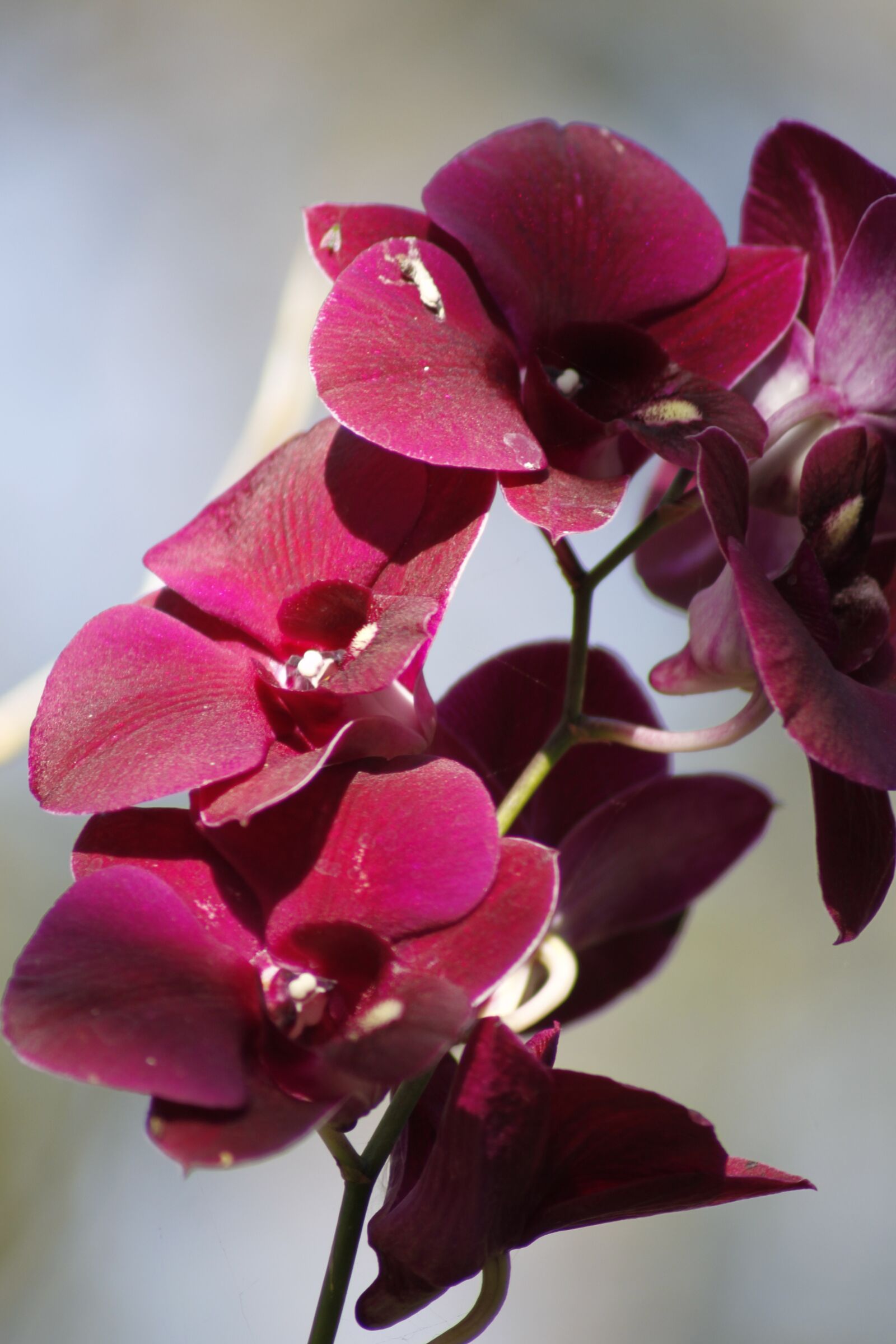 Canon EOS 500D (EOS Rebel T1i / EOS Kiss X3) sample photo. Orchid, bali, ind photography