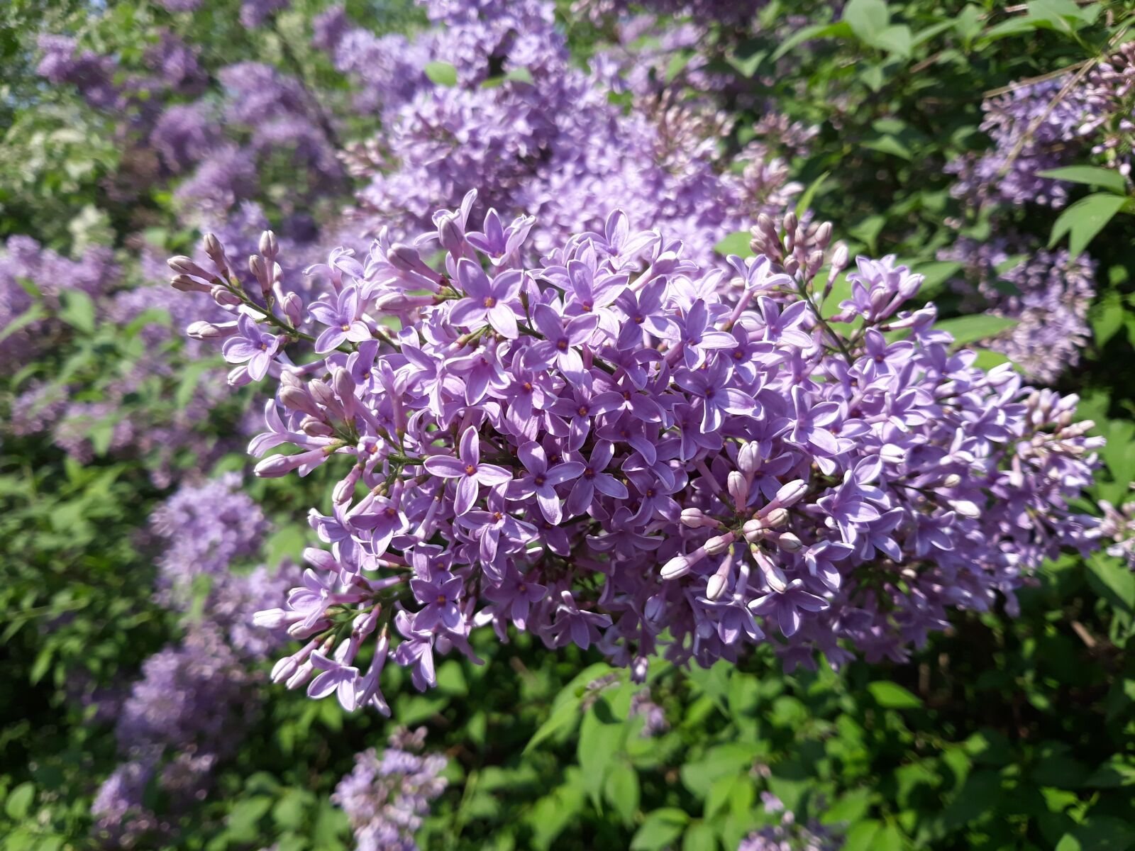 Samsung Galaxy J5 sample photo. Lilac, flower, plant photography
