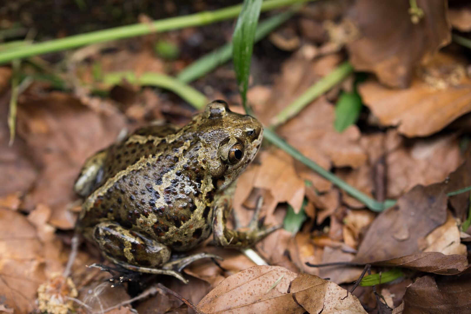 Toad, forest, leaves photography. 