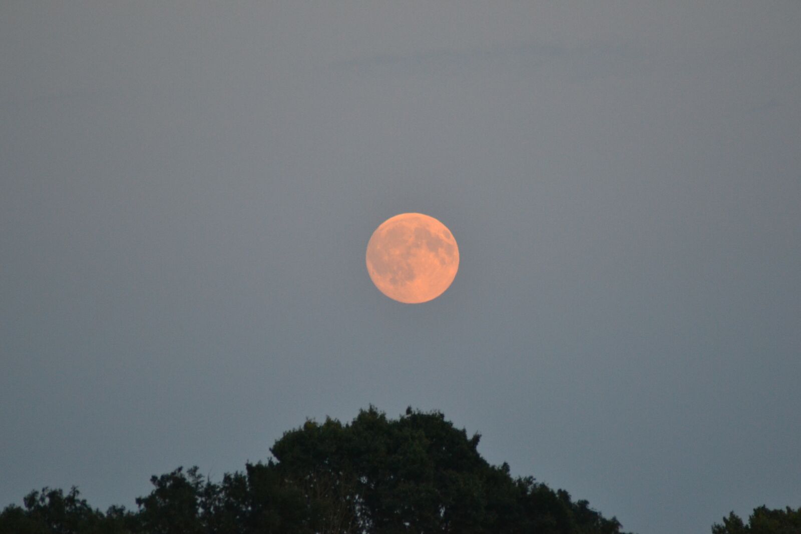 Nikon D3100 sample photo. Moon, treetop, sky photography