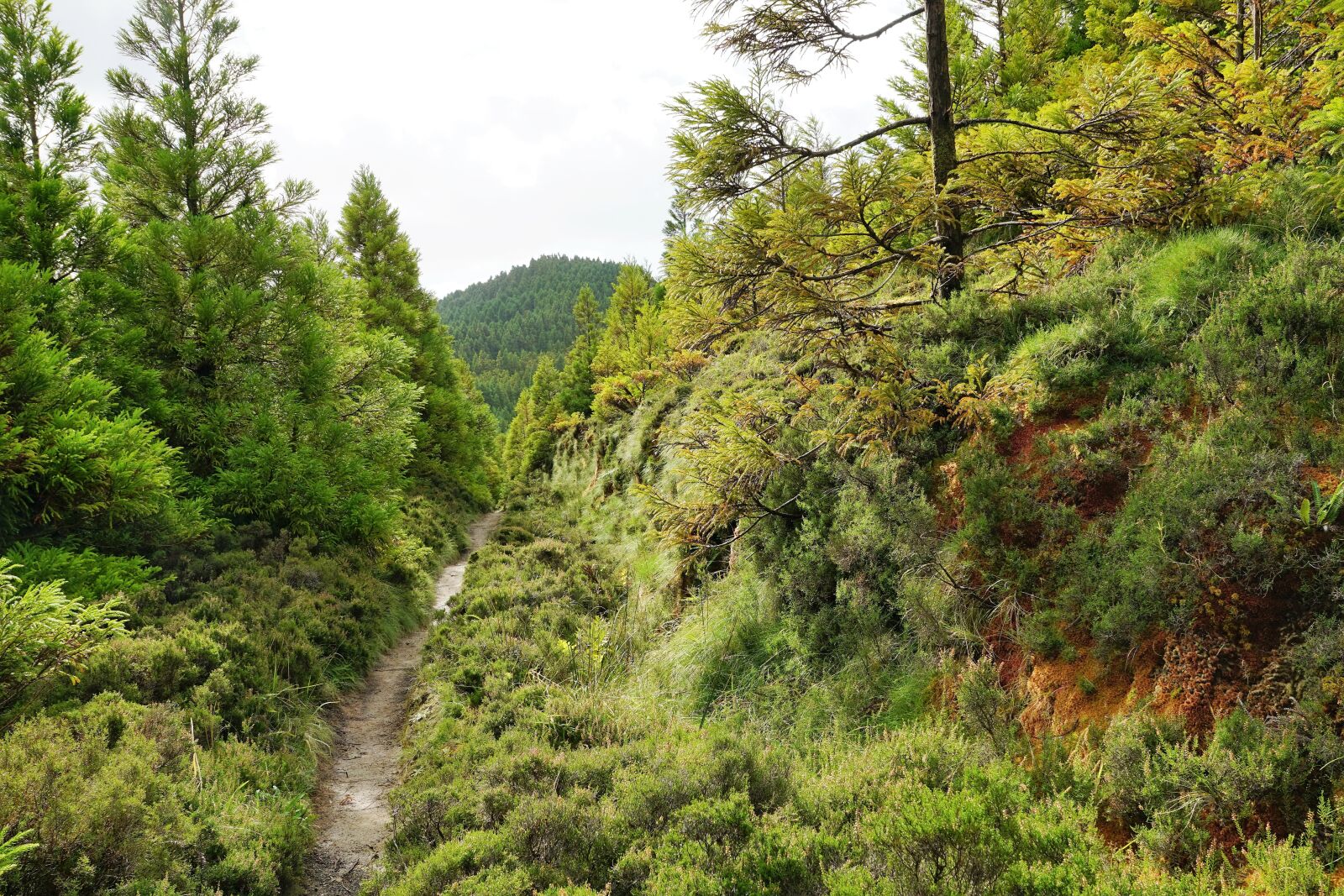 Sony ILCA-77M2 + Sony DT 16-50mm F2.8 SSM sample photo. Forest, green, azores photography