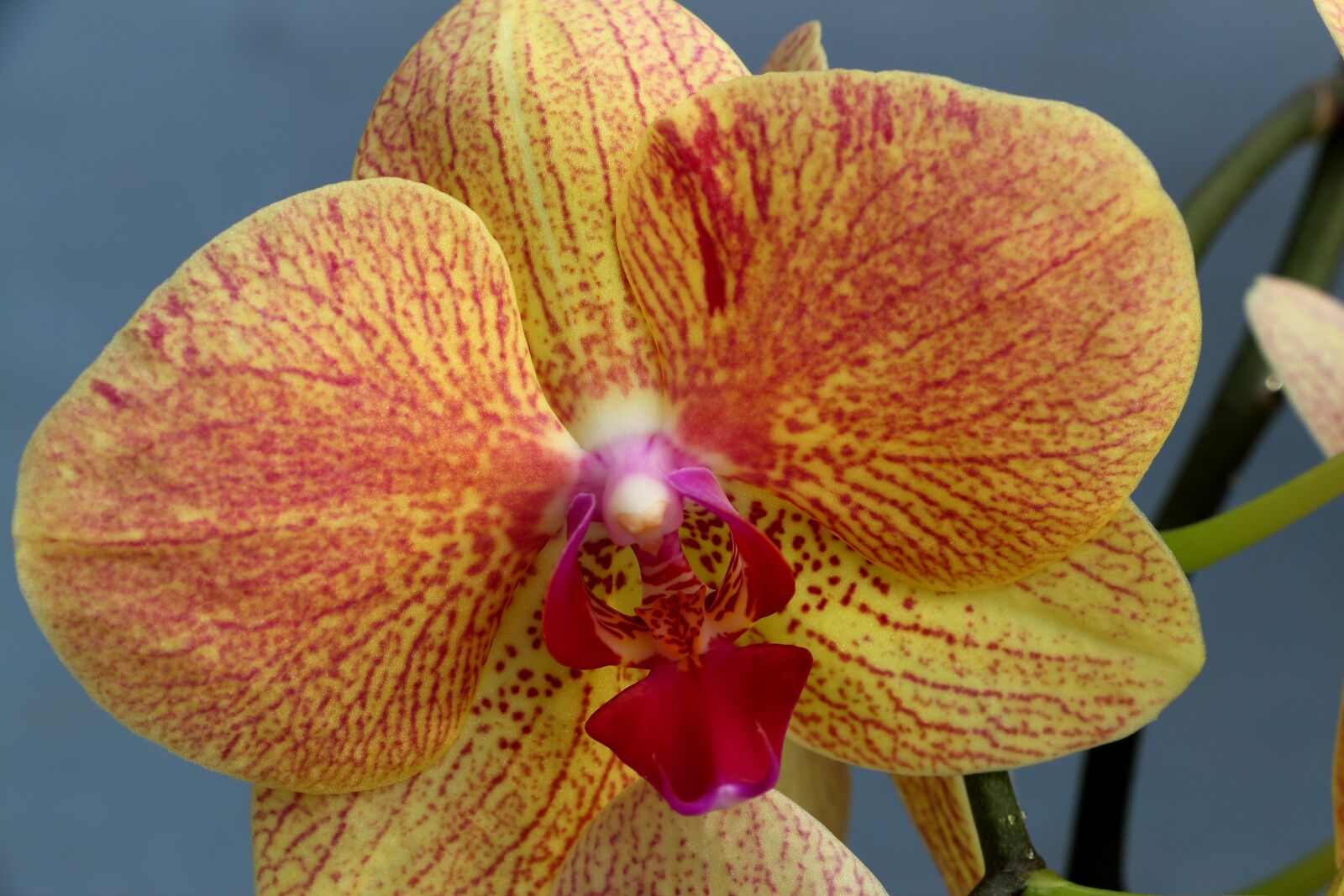Canon EOS 700D (EOS Rebel T5i / EOS Kiss X7i) sample photo. Orchid, orchid flower, blossom photography