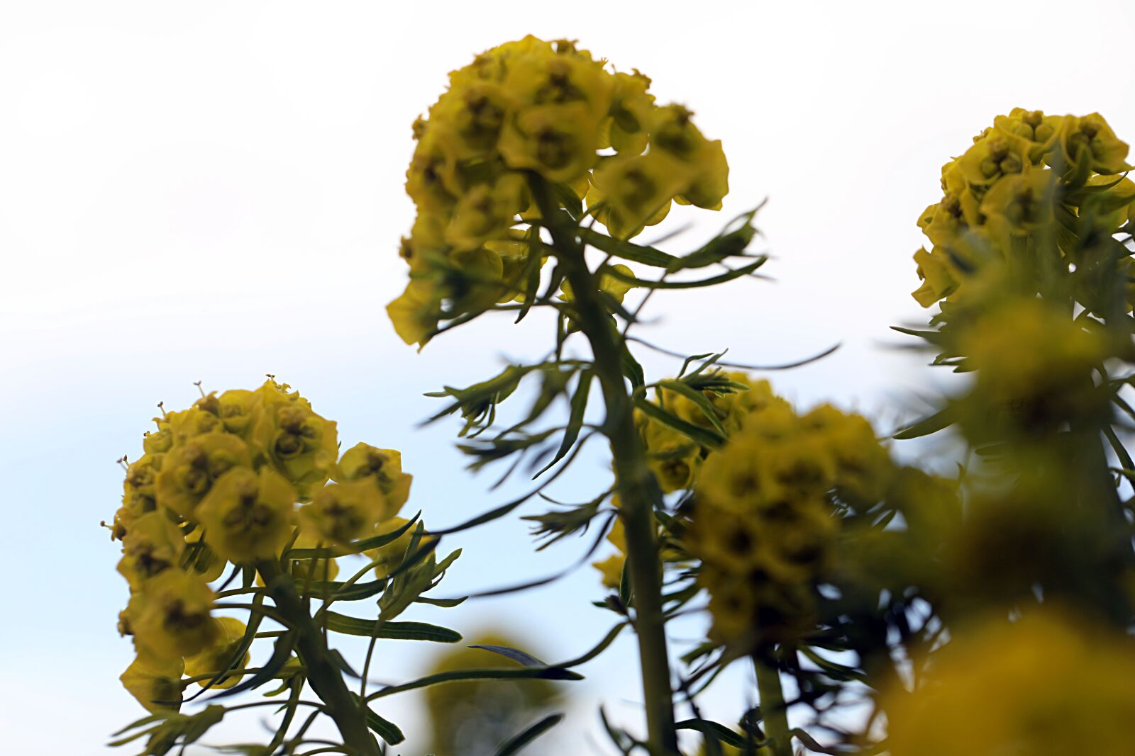 Canon EOS R sample photo. Flower, nature, blossom photography