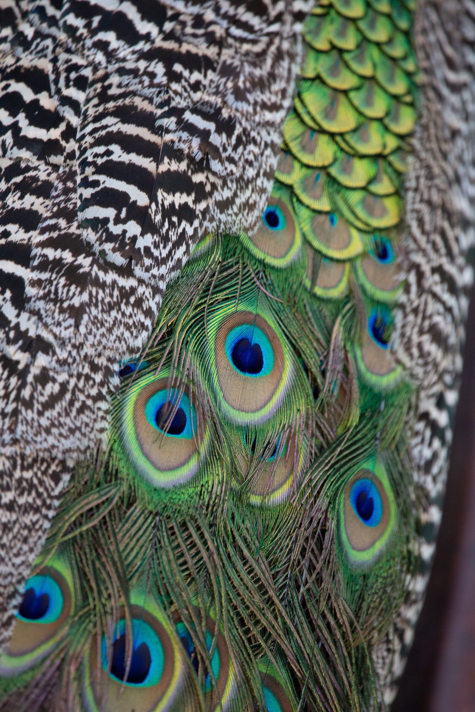 150-600mm F5-6.3 DG OS HSM | Contemporary 015 sample photo. Peacock, bird, feather photography