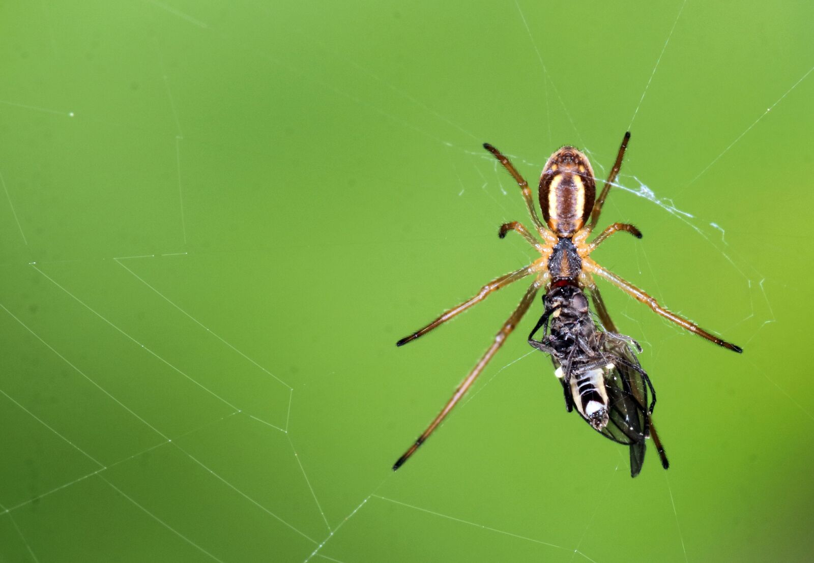 Canon EOS 80D sample photo. Spider, web, fly photography