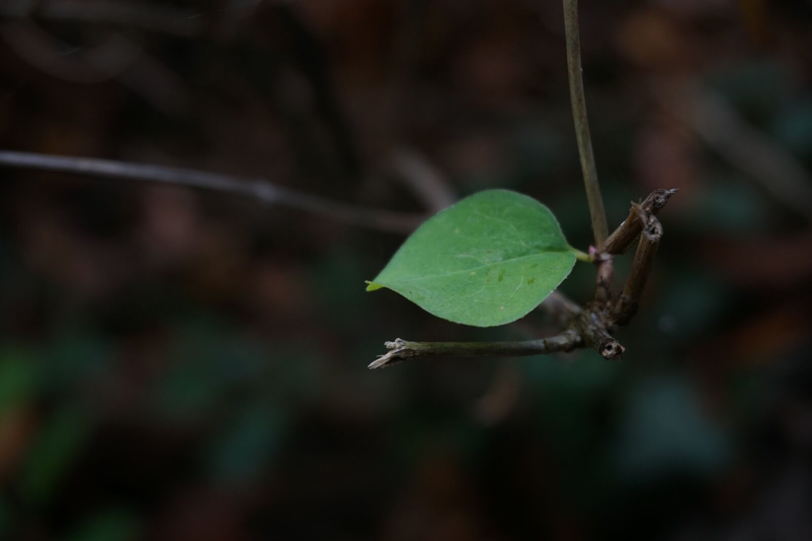 Sony a6000 sample photo. Leaf, forest, individually photography
