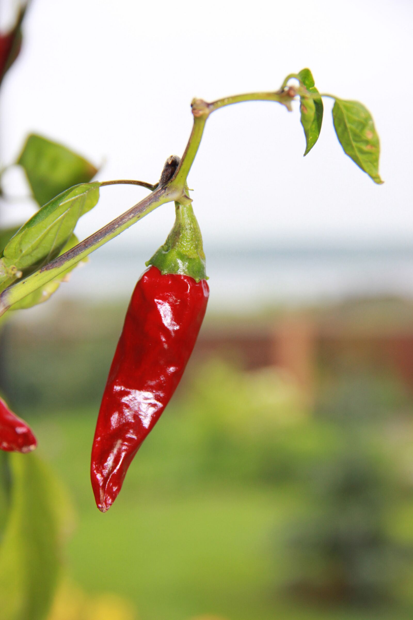 Canon EOS 550D (EOS Rebel T2i / EOS Kiss X4) sample photo. Hot pepper, pepper, red photography
