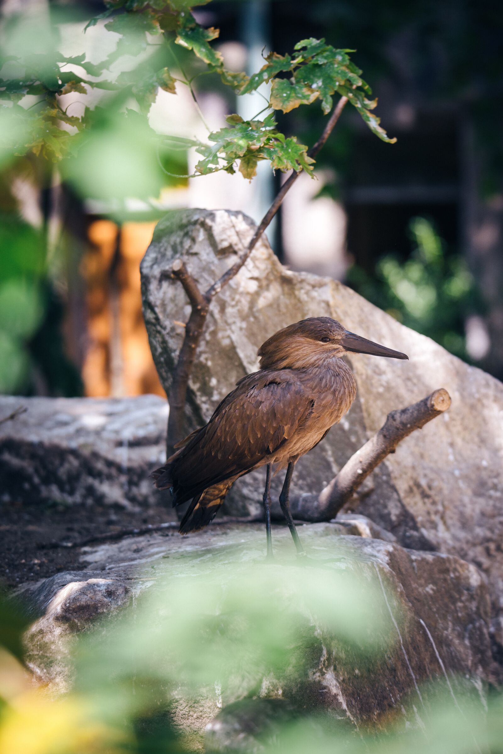 Nikon D800 sample photo. White bird, zoo, cage photography