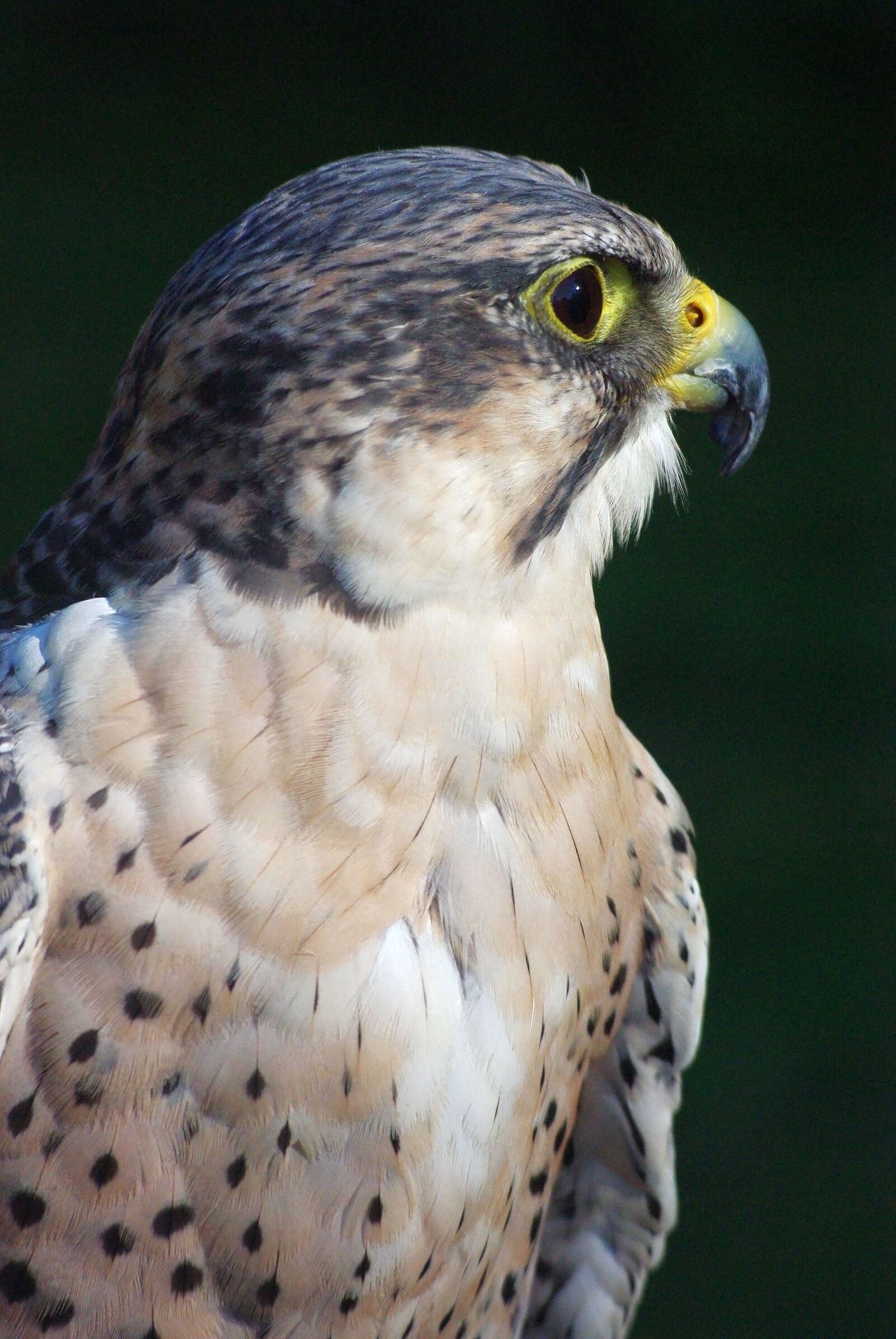 Pentax K-m (K2000) sample photo. Adler, bird, raptor photography