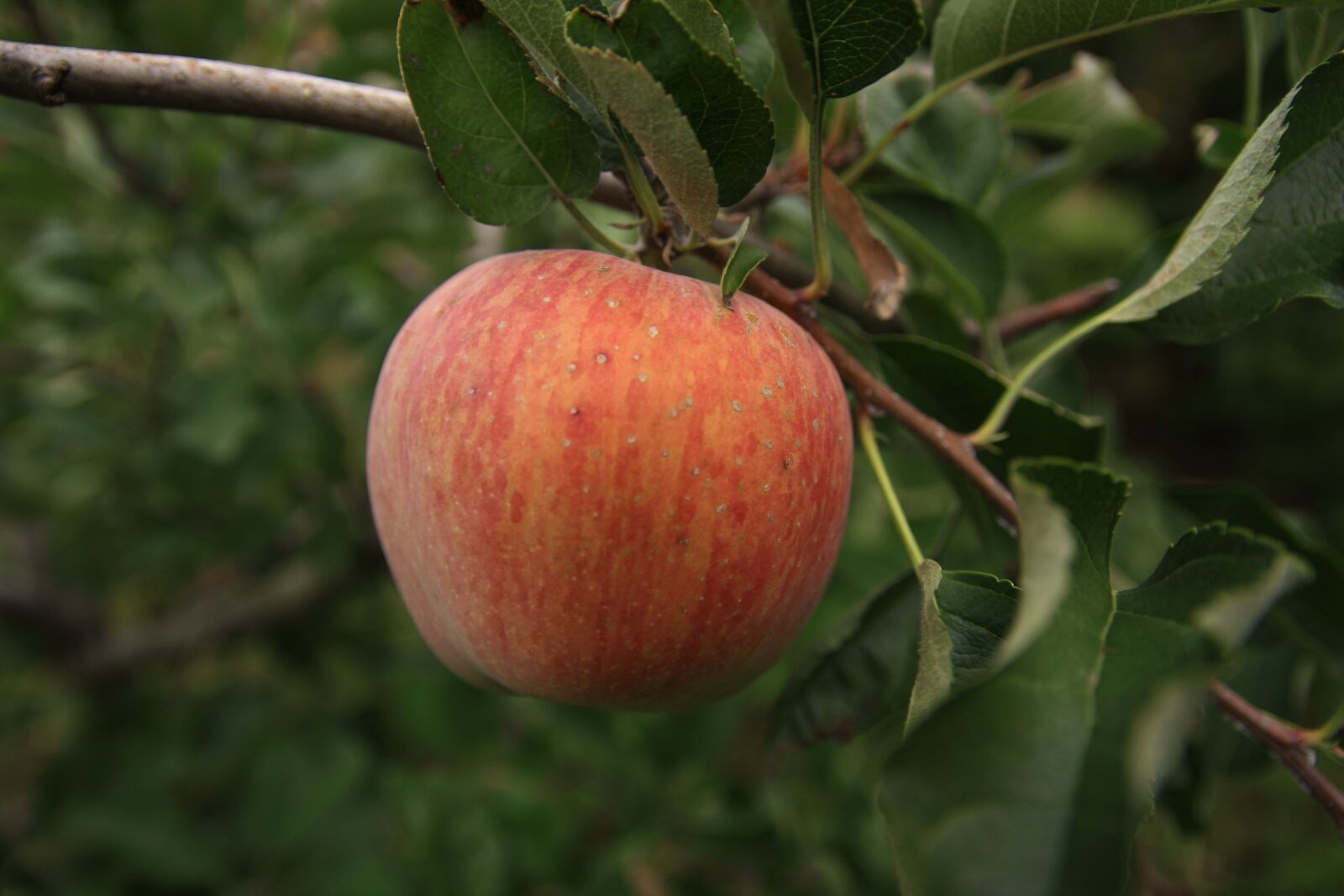 Canon EOS 40D sample photo. Apple, apple tree, ripe photography