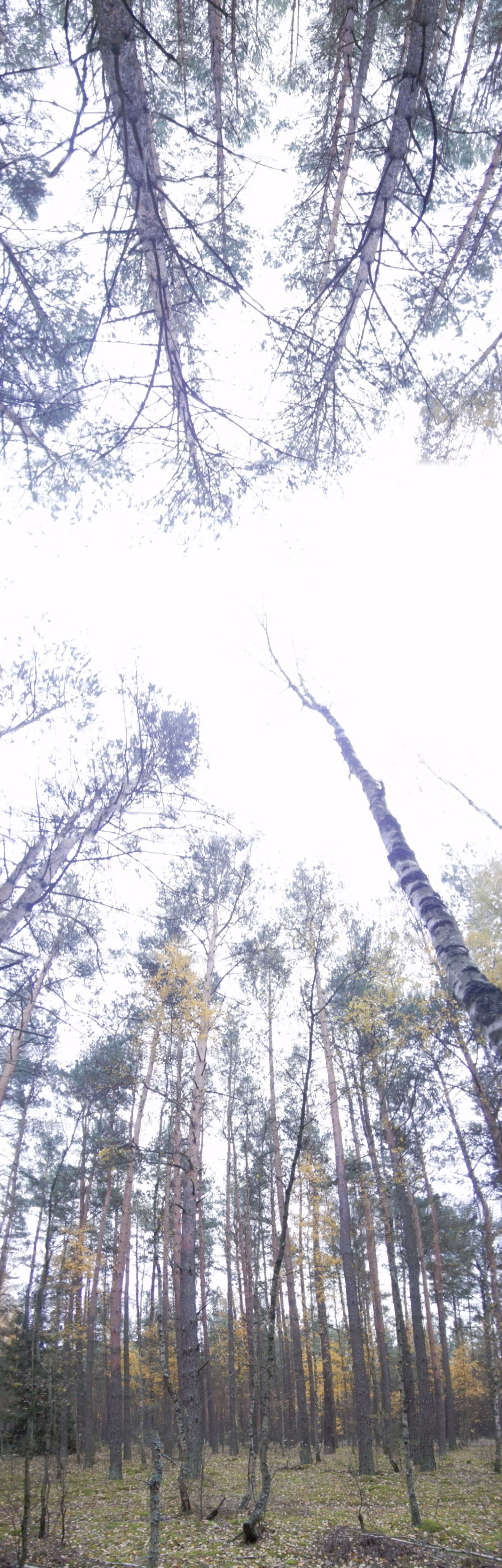 Nikon Coolpix AW130 sample photo. Birches, forest, panorama, sky photography