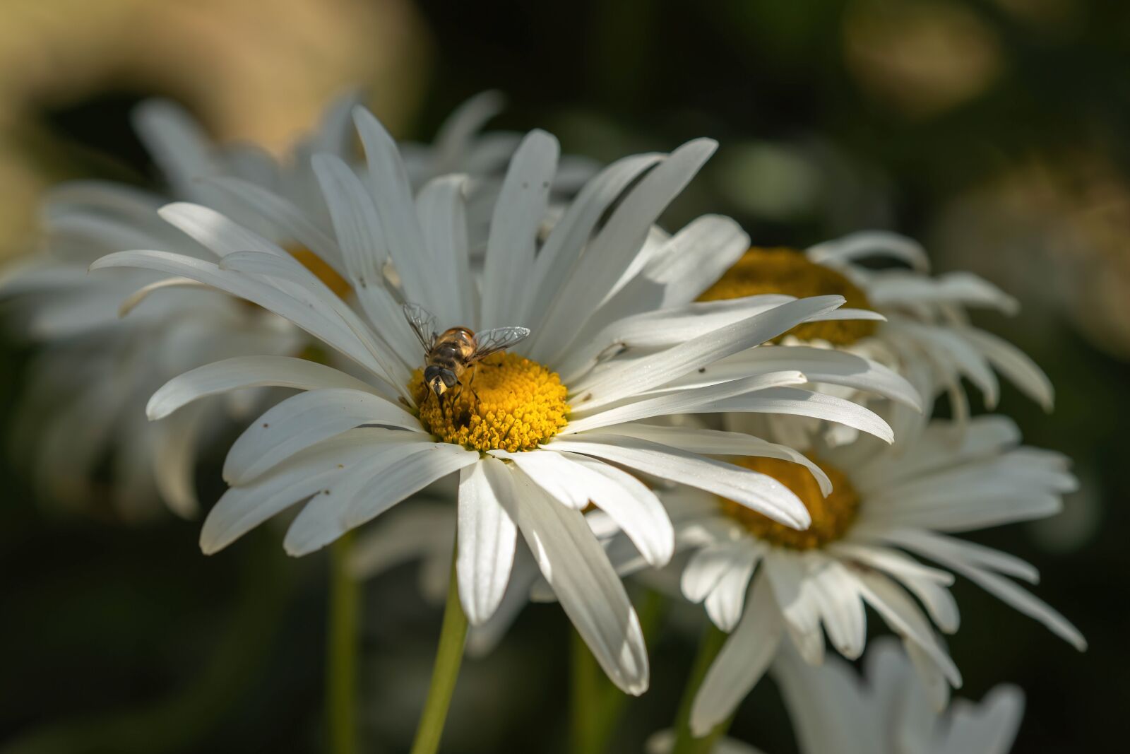 Canon EOS 90D sample photo. Marguerite, flower, insect photography