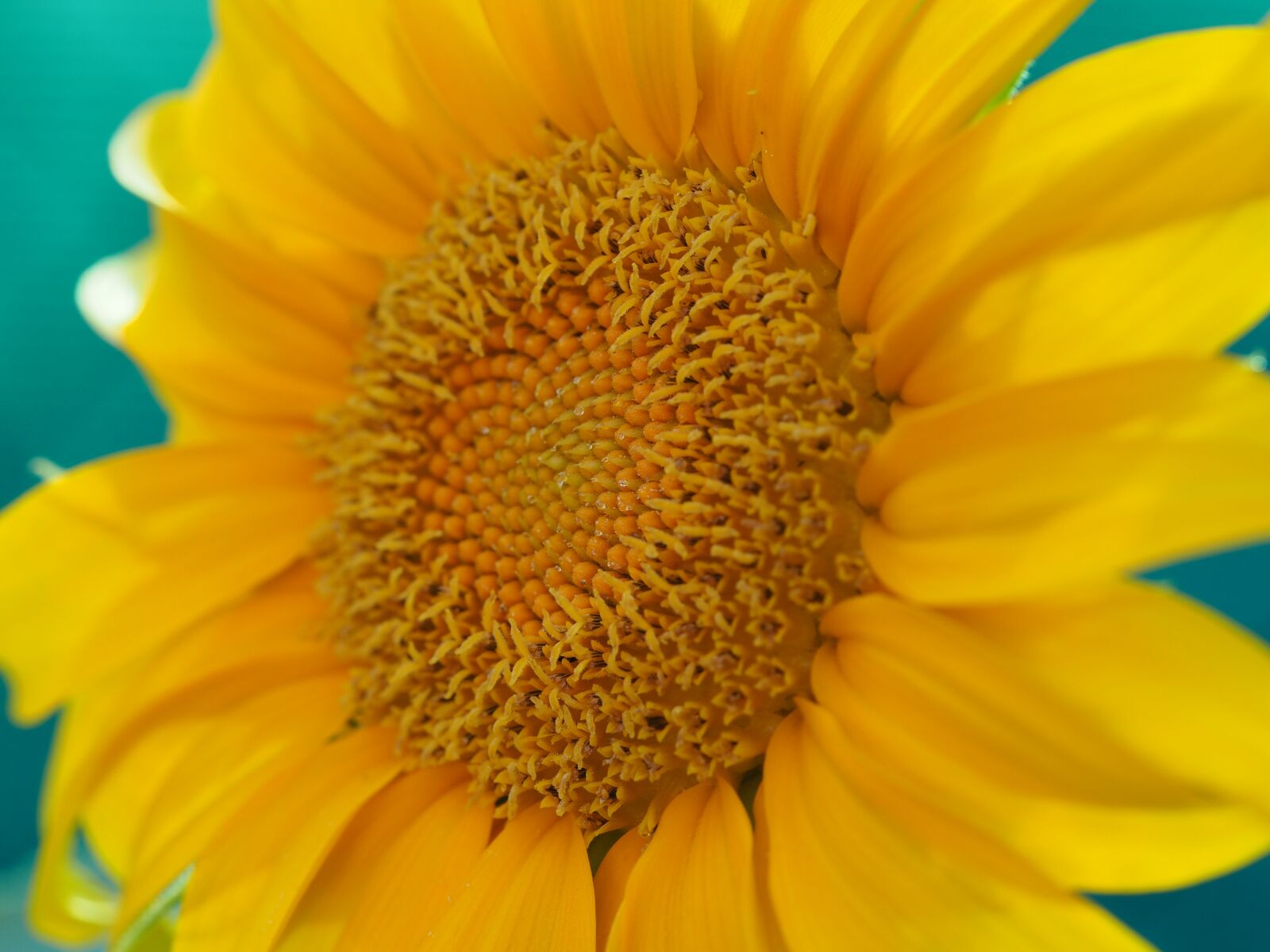 Olympus PEN E-PL7 + Olympus M.Zuiko Digital ED 60mm F2.8 Macro sample photo. Sunflower, beauty, yellow photography