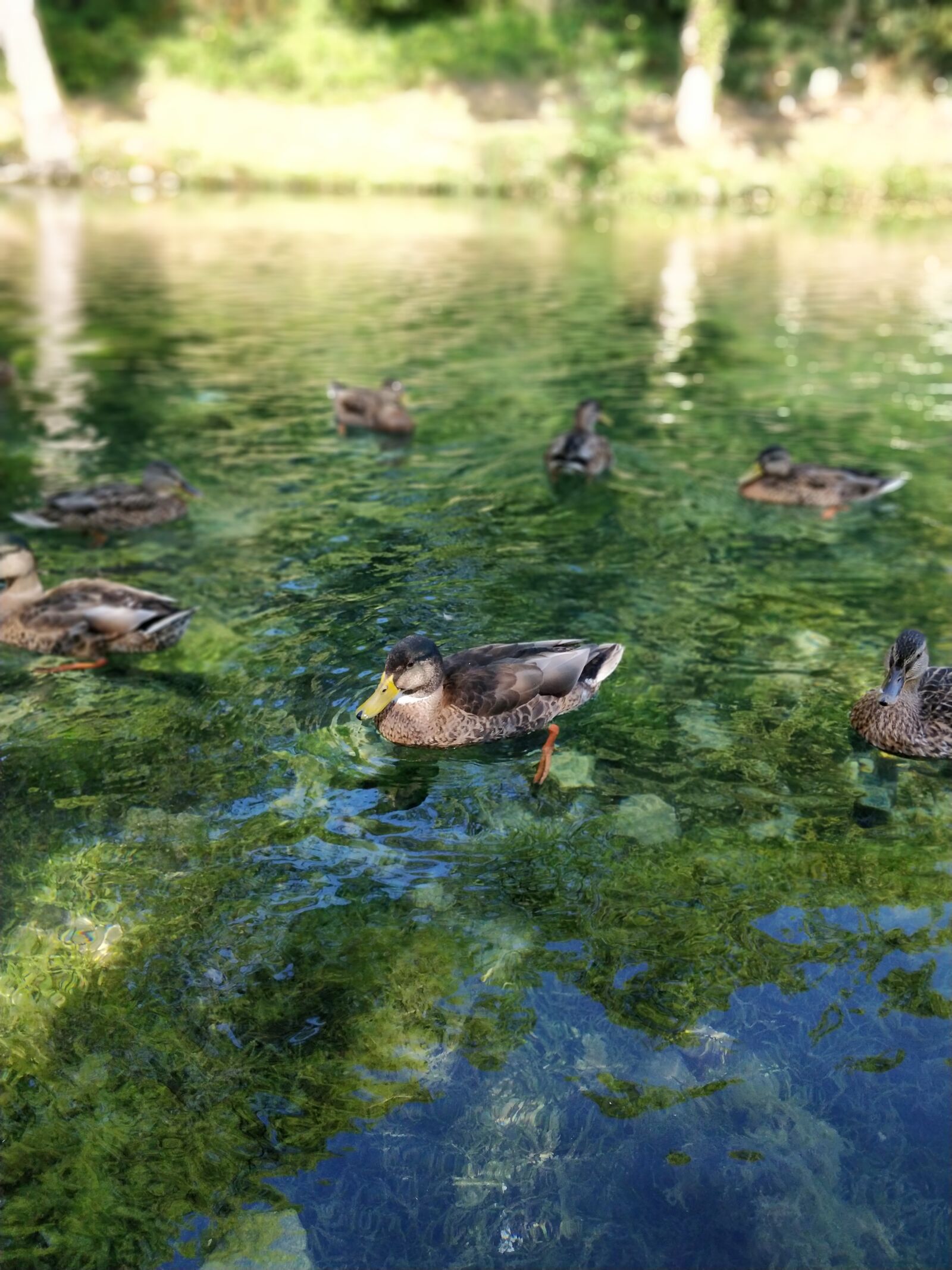 OnePlus 5T sample photo. Duck, water, algae photography