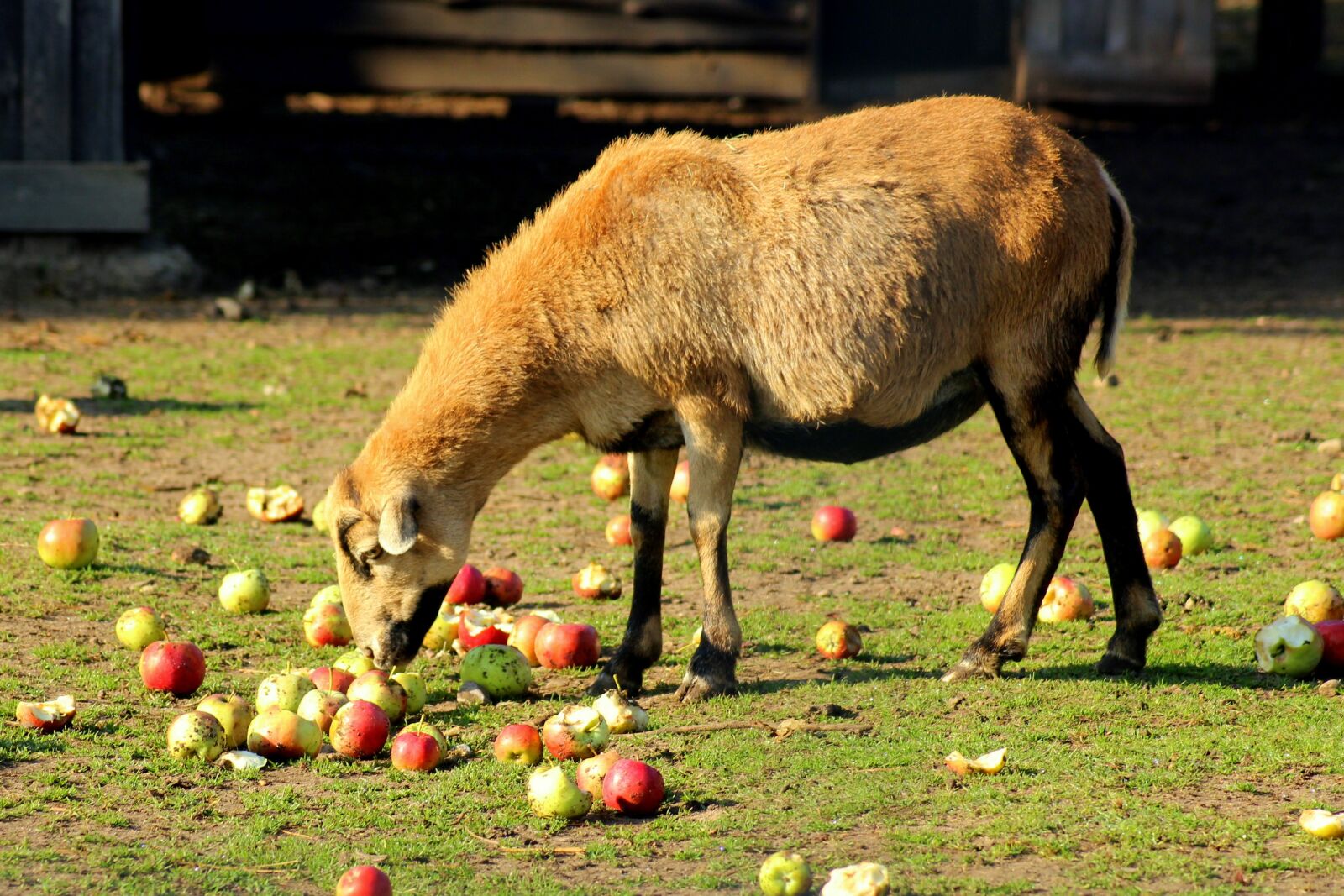 Canon EOS 1200D (EOS Rebel T5 / EOS Kiss X70 / EOS Hi) sample photo. Sheep, animal, apples photography