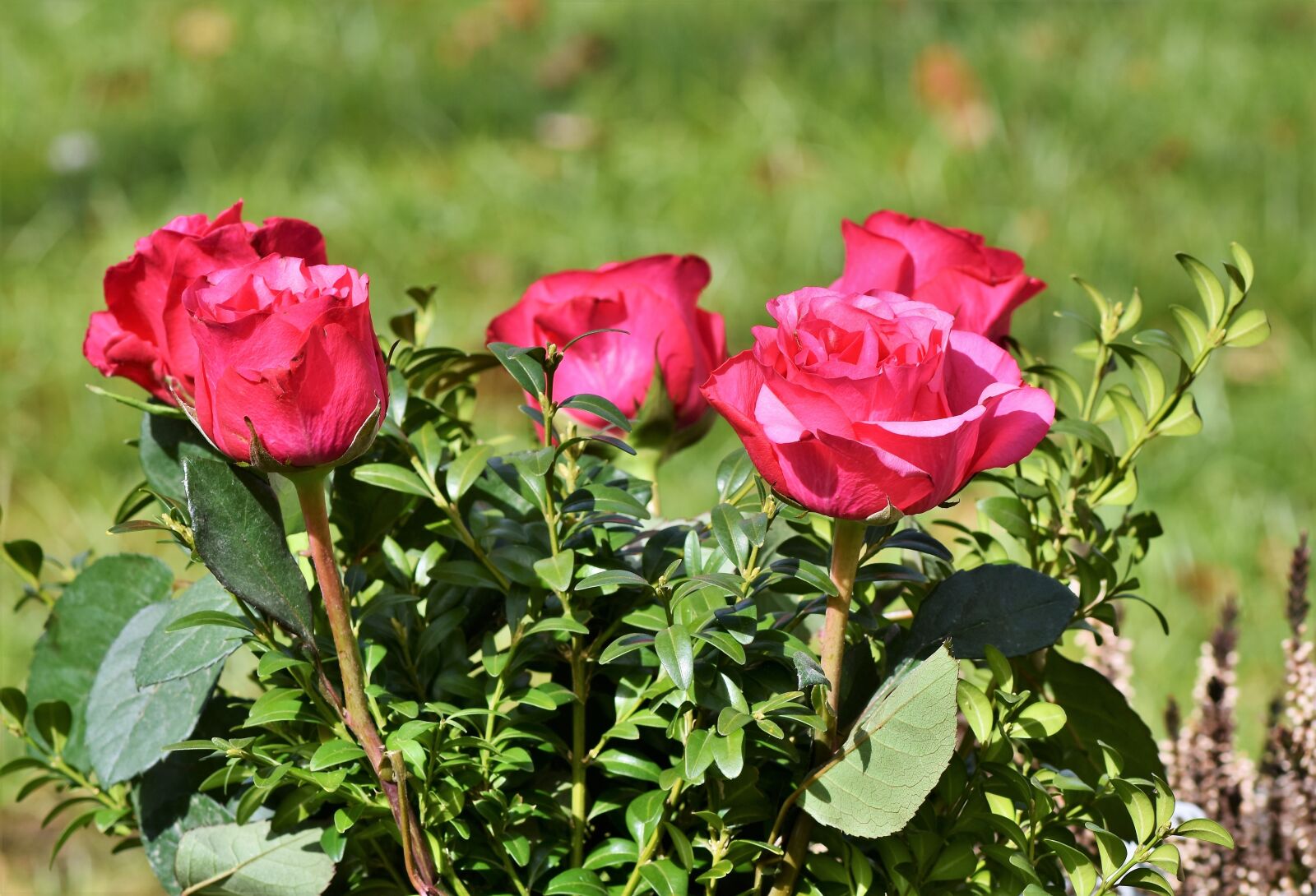 Nikon D7200 sample photo. Roses, bouquet of roses photography
