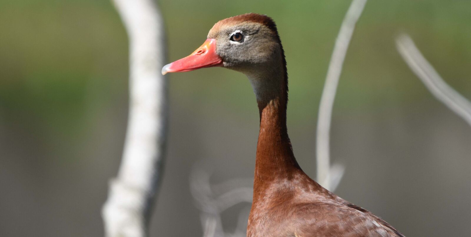 Nikon D7200 sample photo. Duck, whistler, wildlife photography