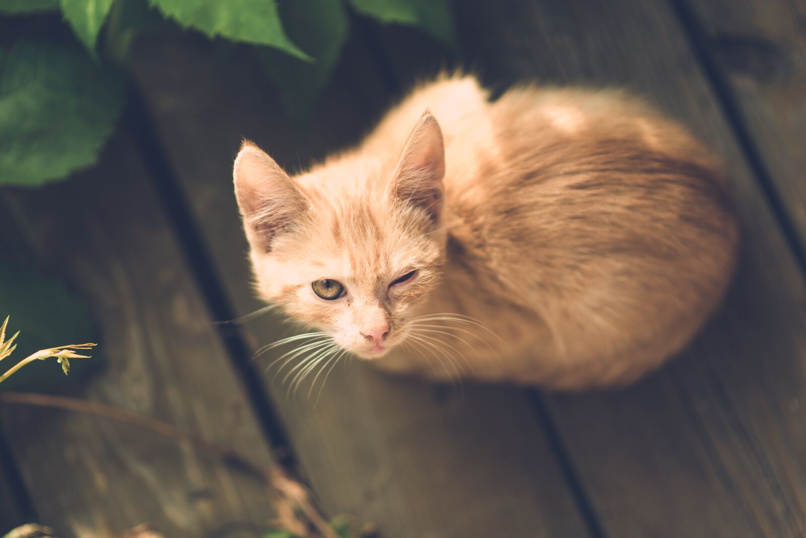 Nikon D600 sample photo. Cat, eye, injury photography