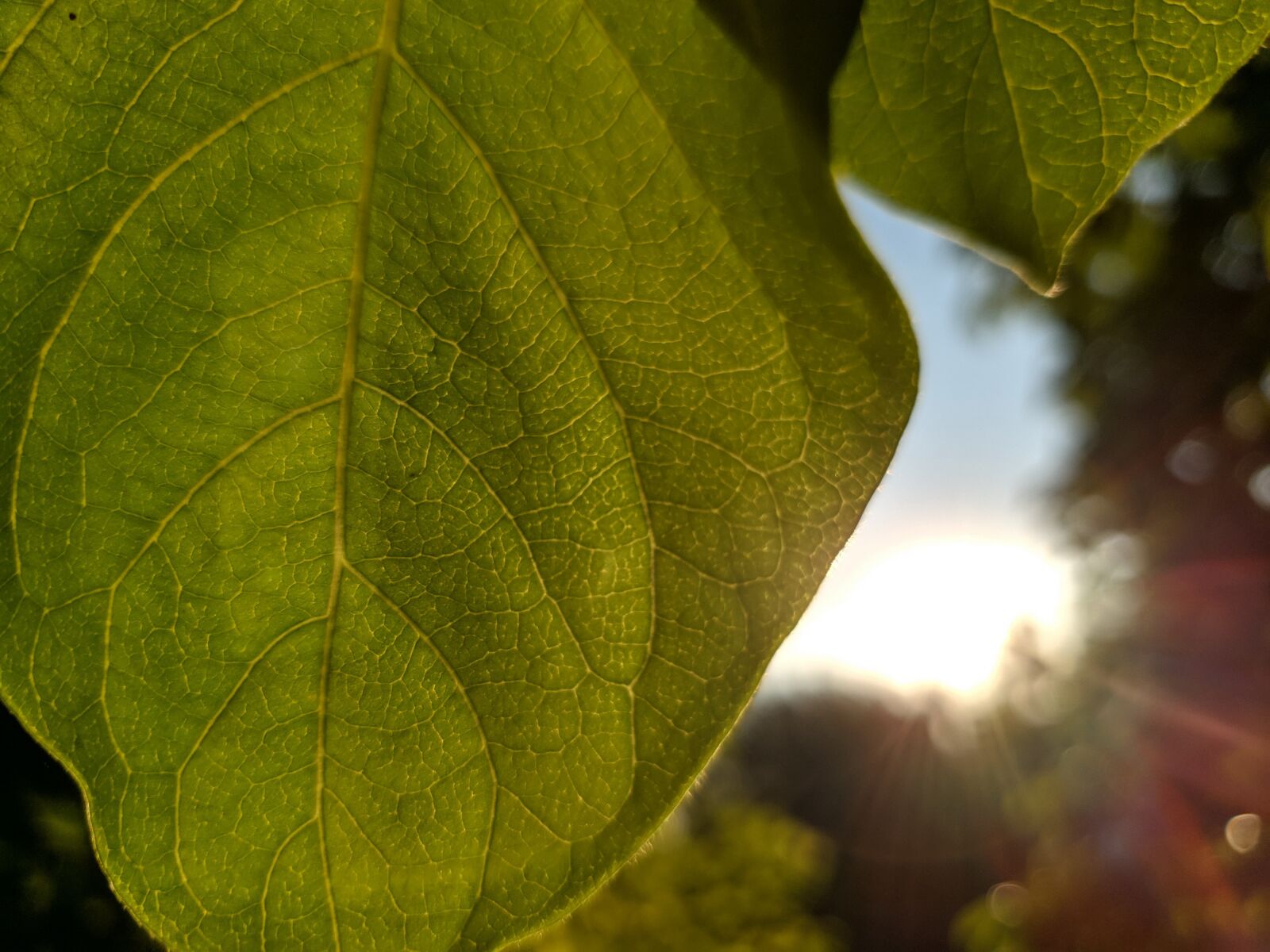 Samsung Galaxy Note9 sample photo. Nature, garden, plant photography