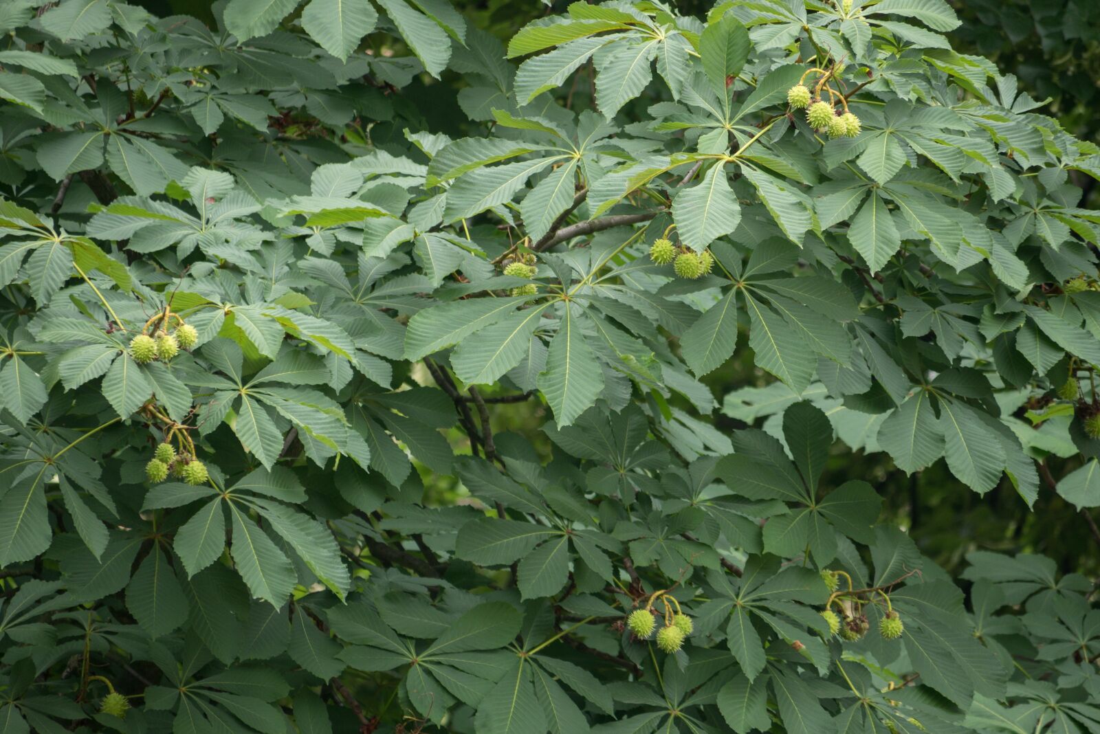 Panasonic Lumix DMC-GX85 (Lumix DMC-GX80 / Lumix DMC-GX7 Mark II) sample photo. Chestnut, leaves, fruits photography