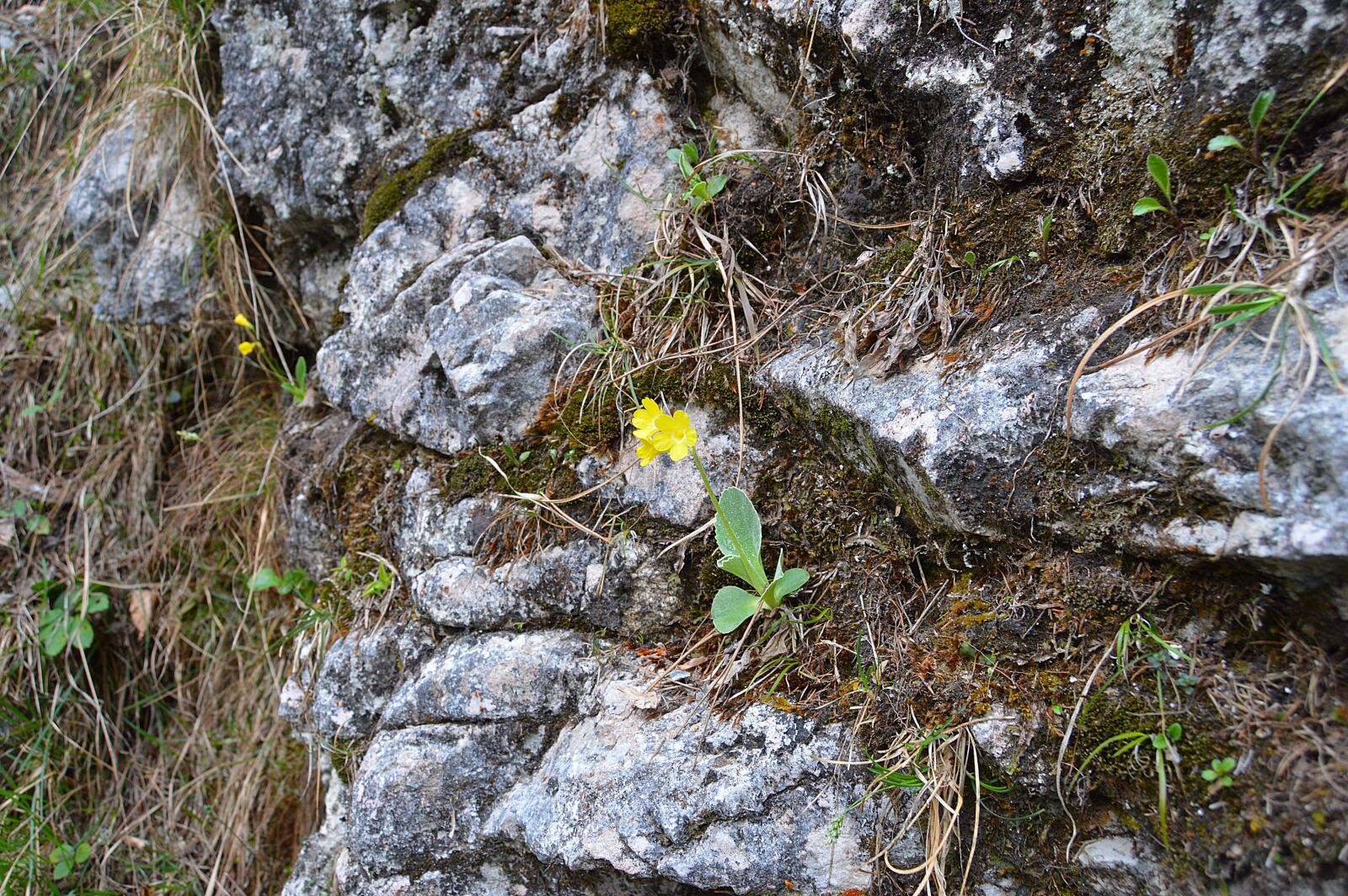 Nikon D3200 sample photo. Rock, mountain, forest photography