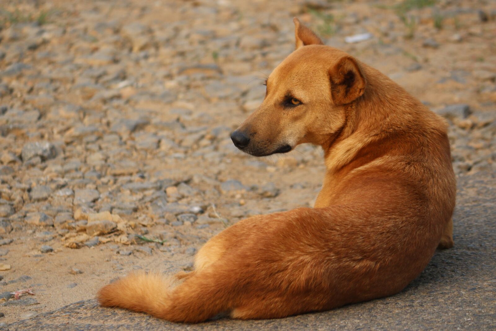 Canon EOS 70D + Canon EF-S 55-250mm F4-5.6 IS II sample photo. Stray dog, dog, animal photography