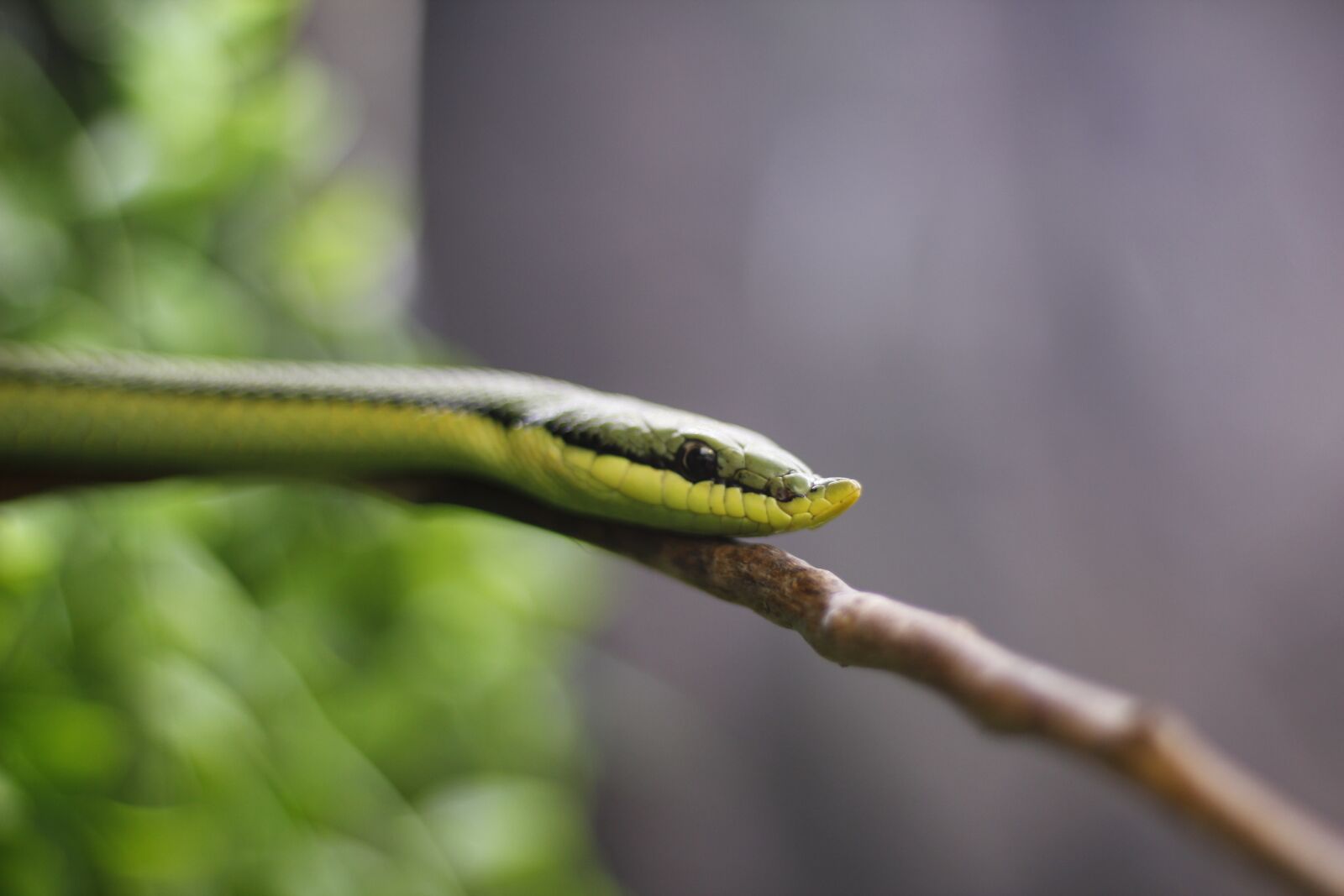 Canon EOS 550D (EOS Rebel T2i / EOS Kiss X4) sample photo. Nature, snake, wild life photography
