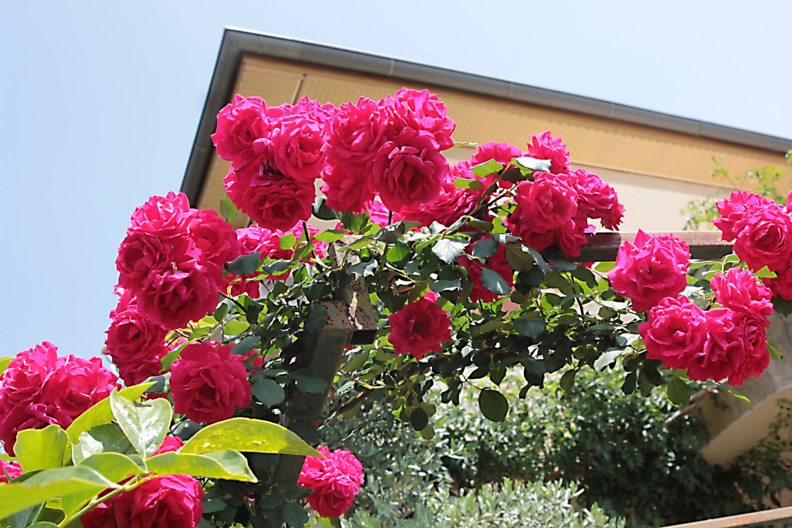 Canon EOS 550D (EOS Rebel T2i / EOS Kiss X4) sample photo. Home, my home, roses photography