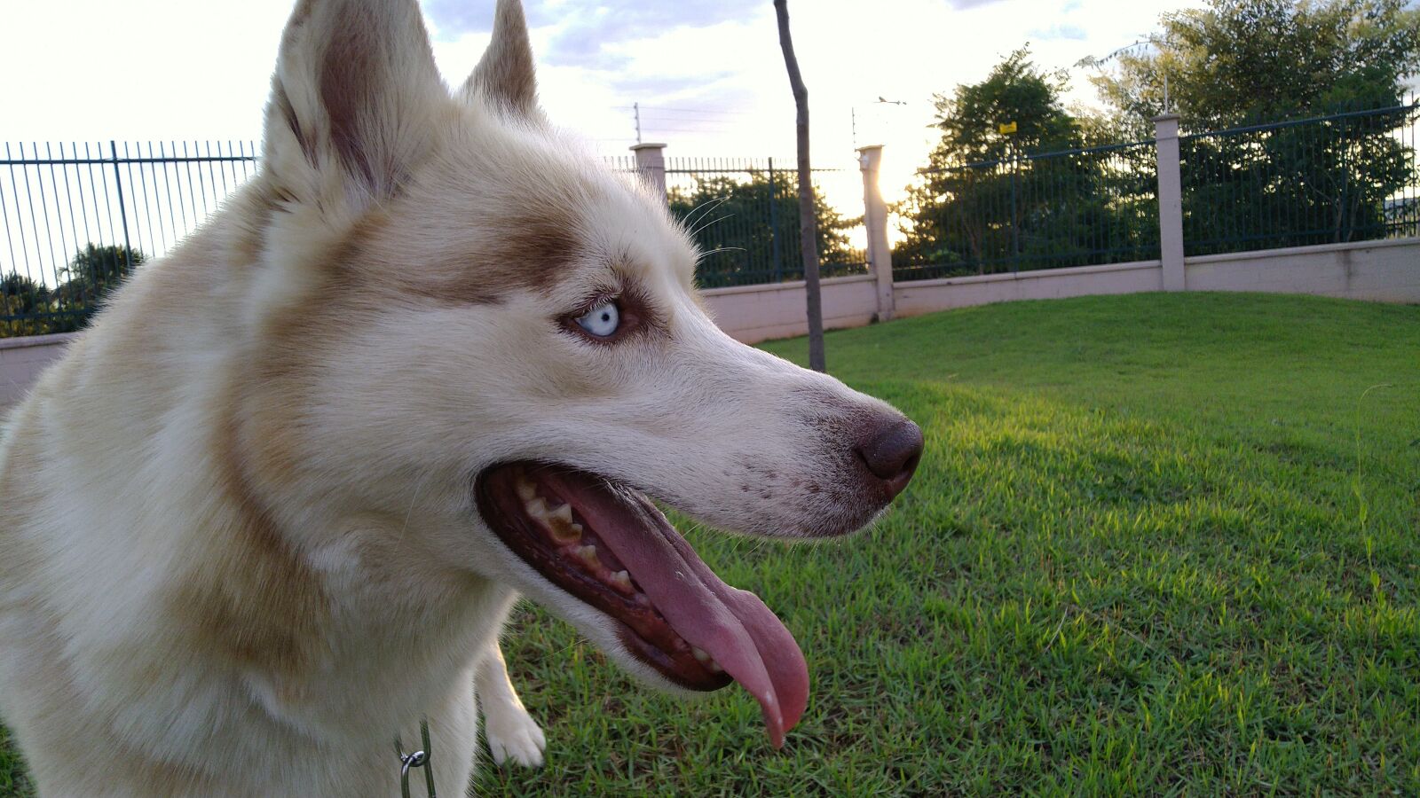 ASUS ZenFone Max Pro M1 (ZB602KL) (WW) / Max Pro M1 (ZB601KL) (IN) sample photo. Husky, dog, friend photography