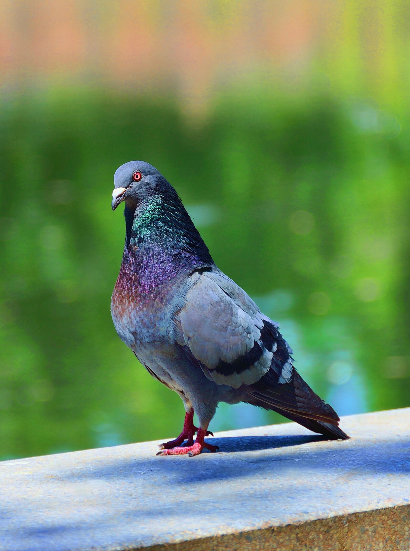 Nikon D7000 sample photo. Bird, nature, dove photography