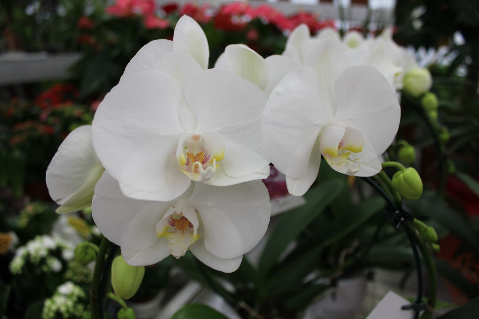 Canon EOS 600D (Rebel EOS T3i / EOS Kiss X5) sample photo. White, botany, nature photography
