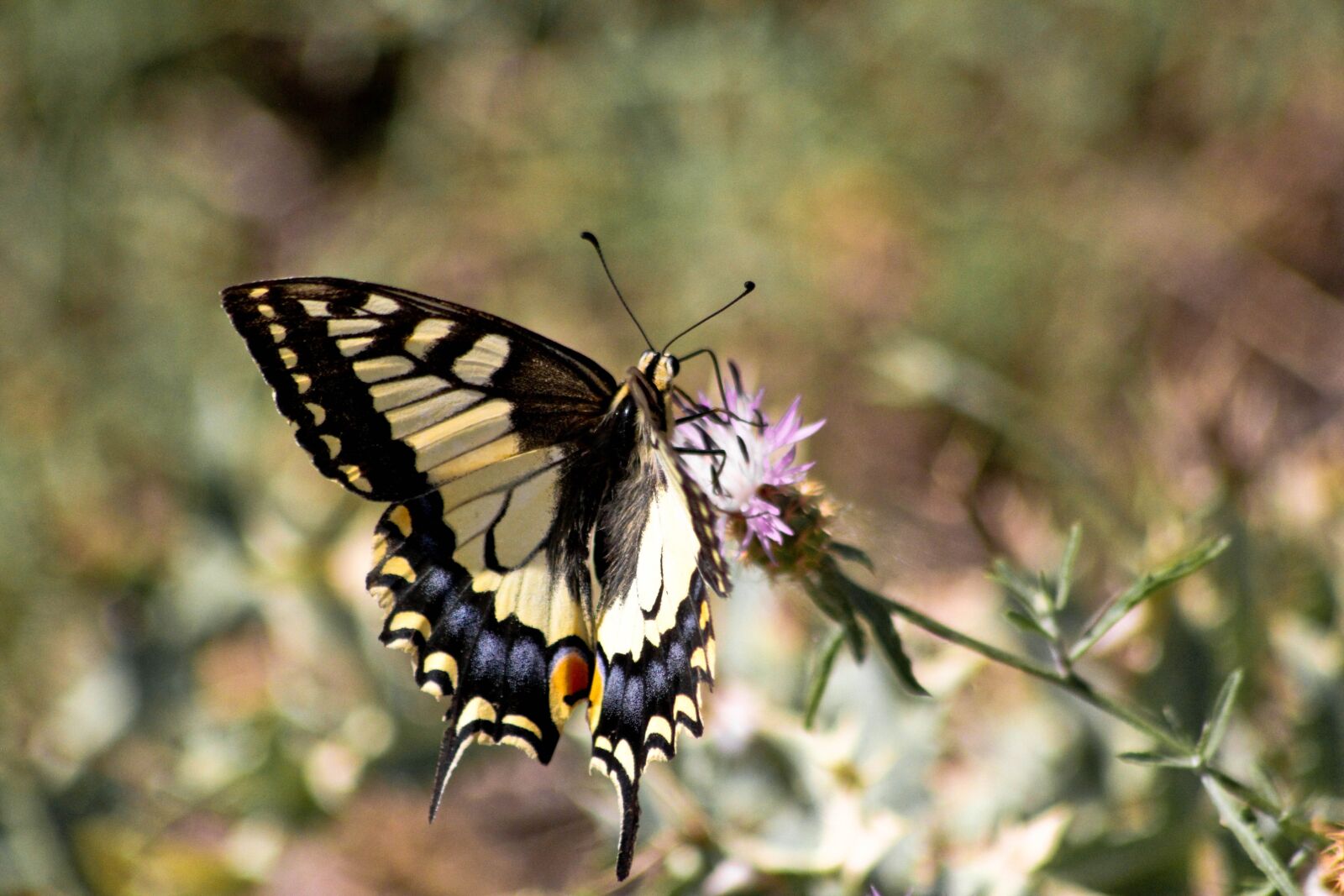 Canon EOS 7D sample photo. Butterfly, swallowtail, insects photography
