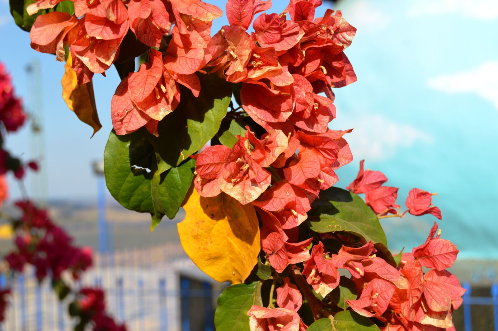 Nikon D3200 sample photo. Flowers, red flowers, nature photography