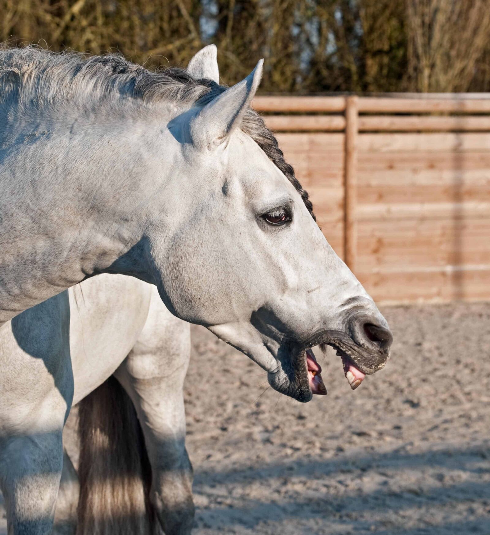 Nikon D300 sample photo. Animal, white horse, fence photography
